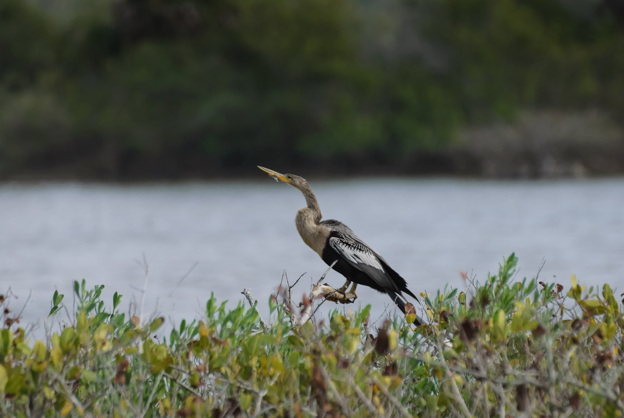 Sigma 70-300mm F4-5.6 DG OS sample photo. 5747975161.jpg photography