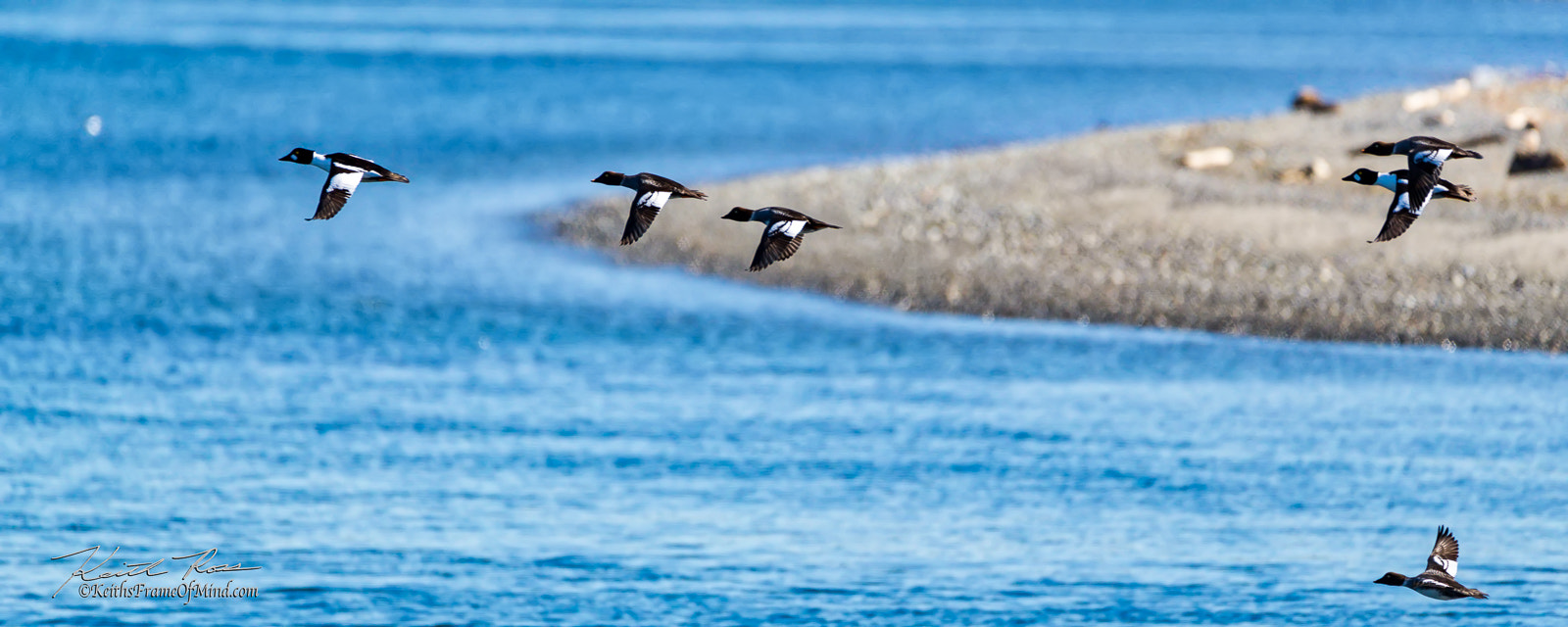 150-600mm F5-6.3 DG OS HSM | Contemporary 015 sample photo. Brant geese on the wing photography