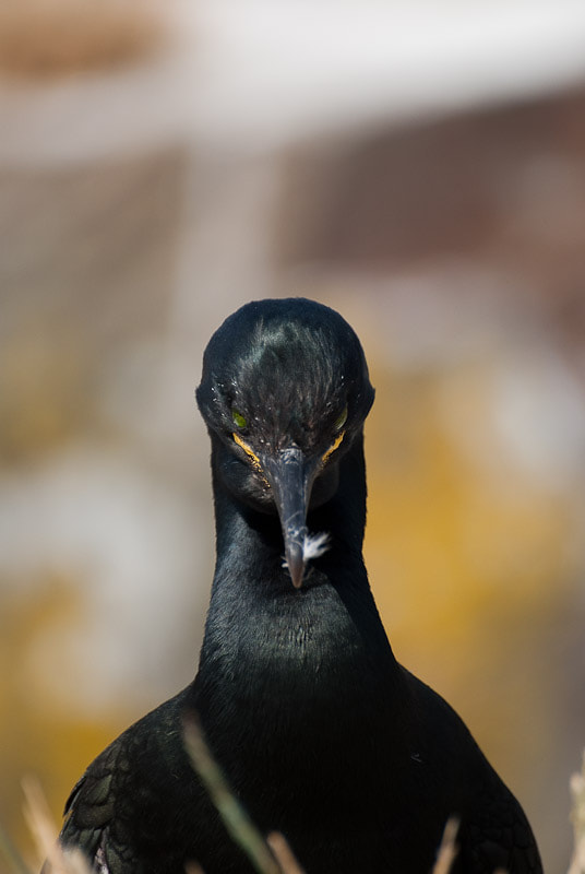 Sigma 70-300mm F4-5.6 DG OS sample photo. 4882886833.jpg photography