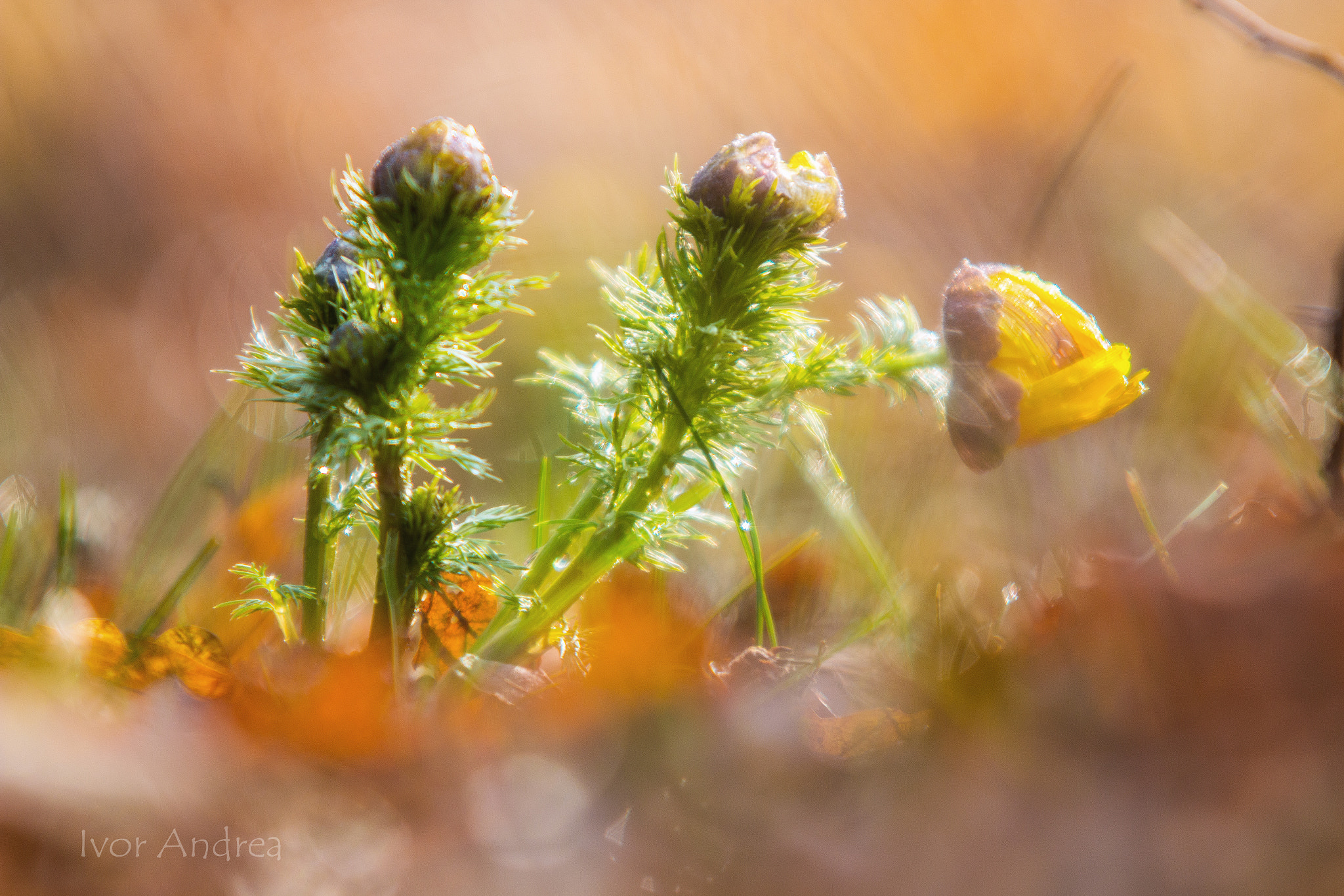 Canon EF 70-200mm F2.8L USM sample photo. Springtime photography