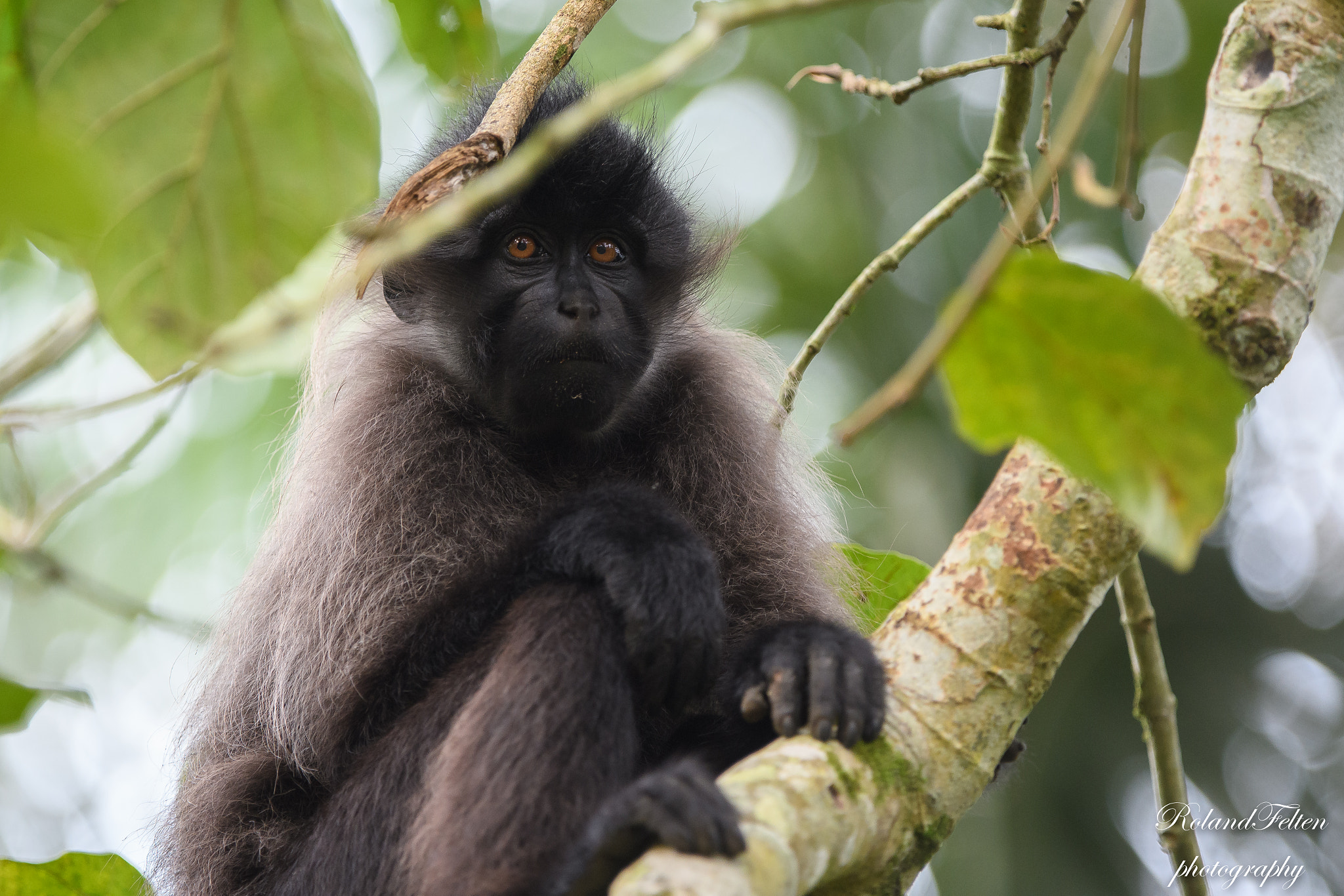 Nikon AF-S Nikkor 200-400mm F4G ED-IF VR sample photo. Uganda mangabey photography