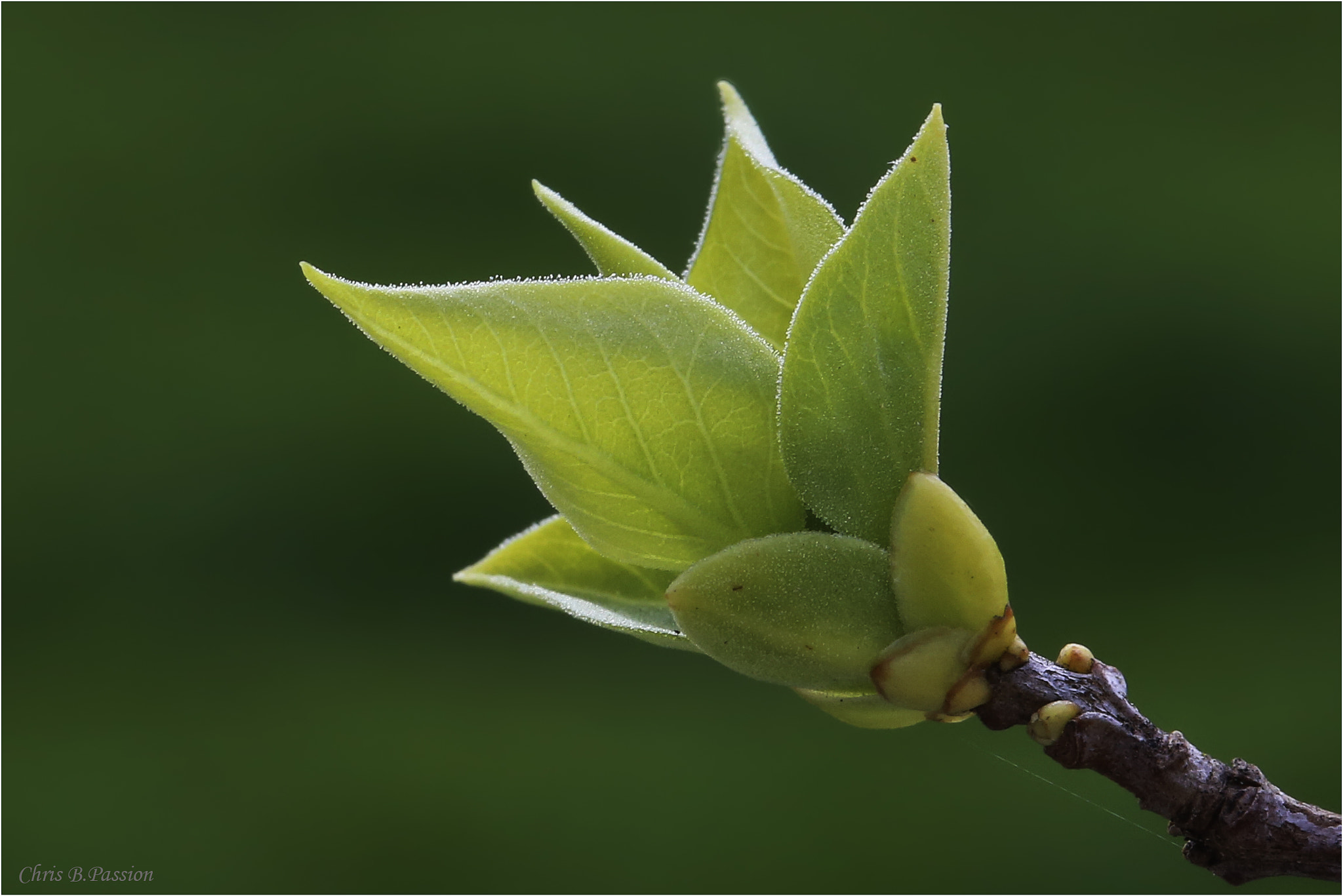 Canon EF 100mm F2.8 Macro USM sample photo. Lilas photography