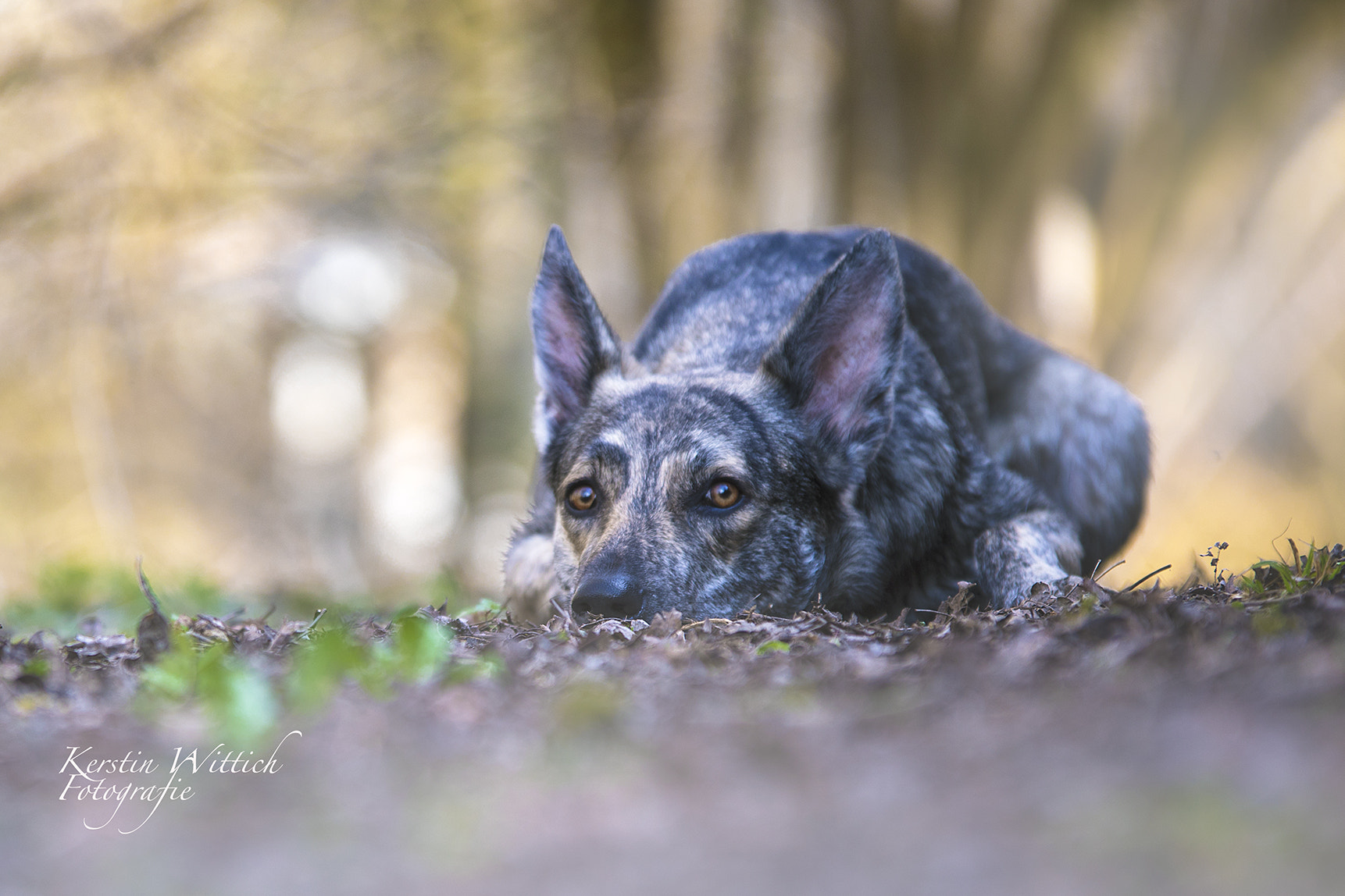 Sigma 70-200mm F2.8 EX DG OS HSM sample photo. Lay down photography