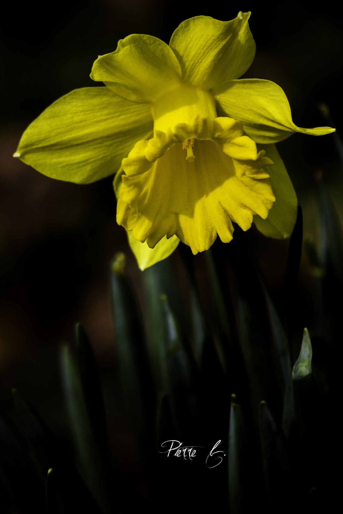 Canon EOS 550D (EOS Rebel T2i / EOS Kiss X4) sample photo. The spring #1 photography