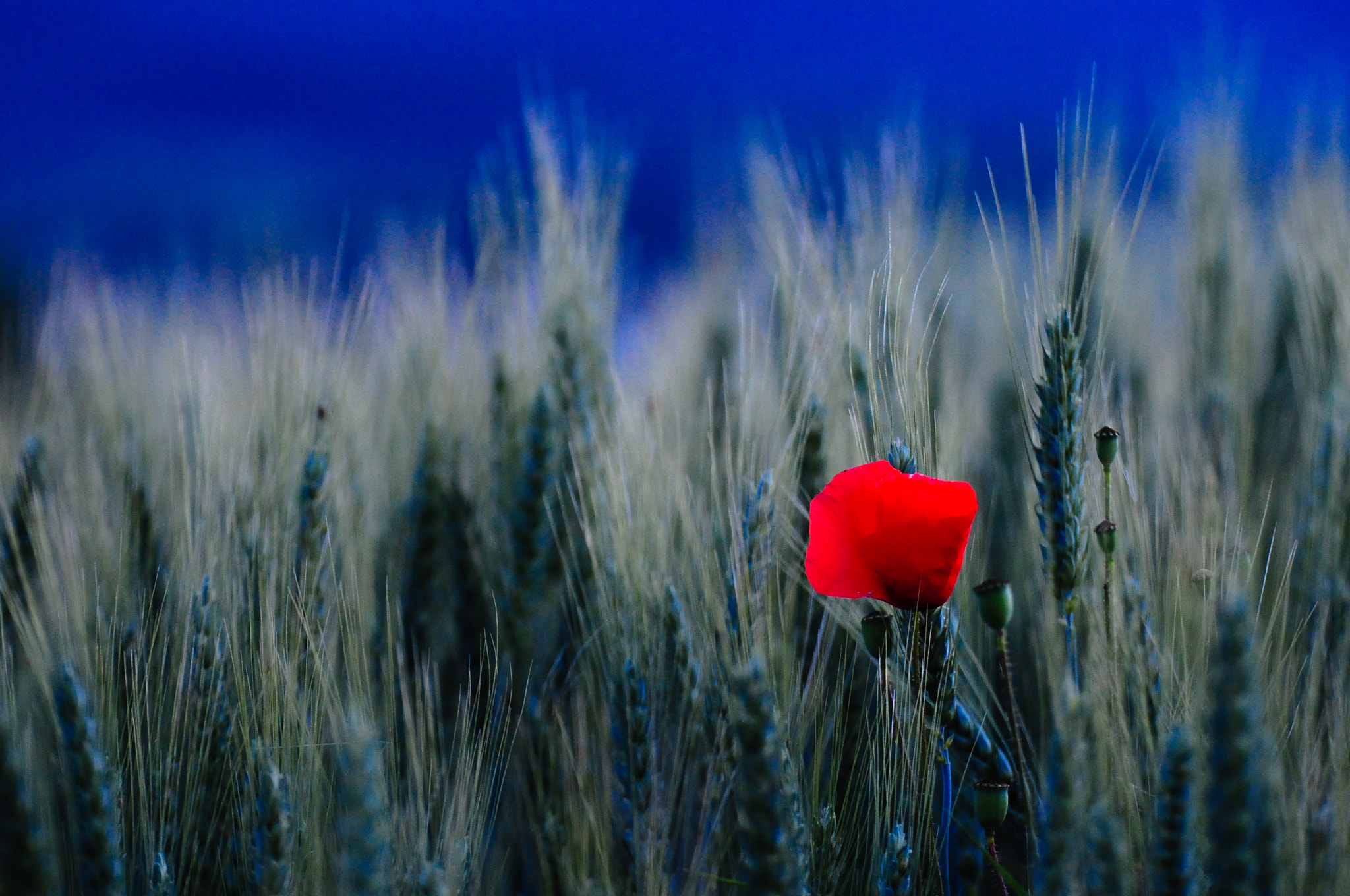 Nikon D300 sample photo. Red poppy photography