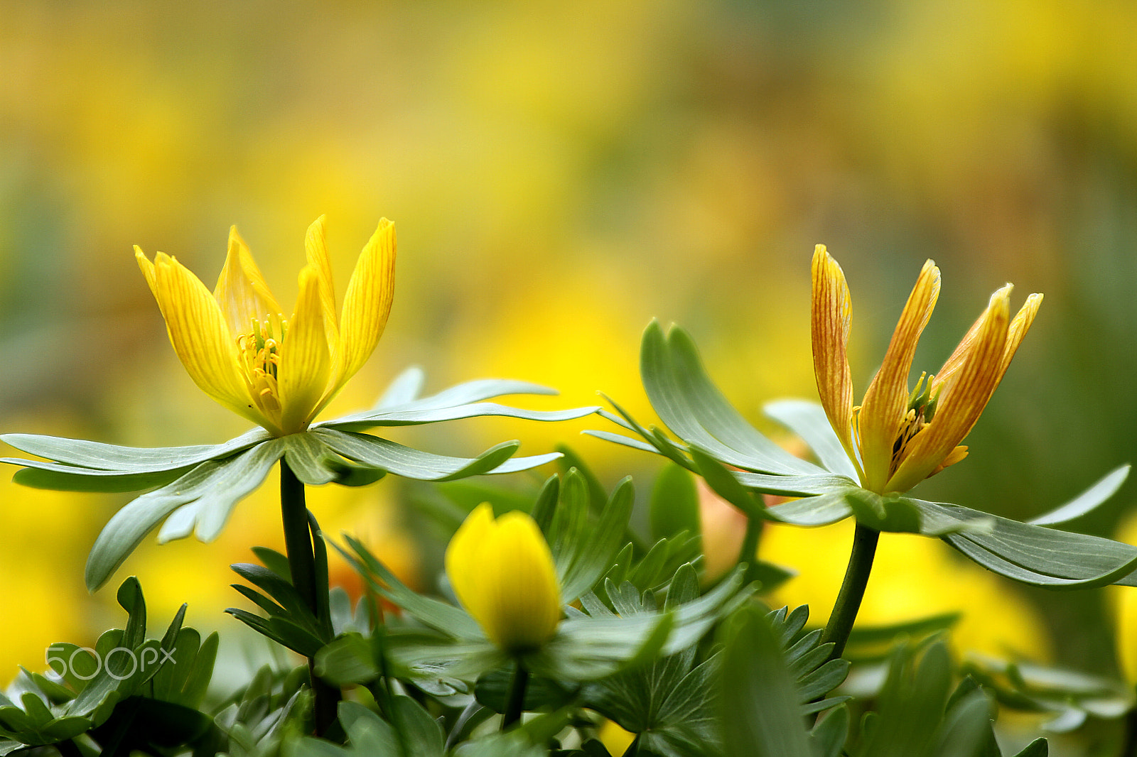 Canon EOS 7D + Canon EF 70-200mm F4L IS USM sample photo. Flowers photography
