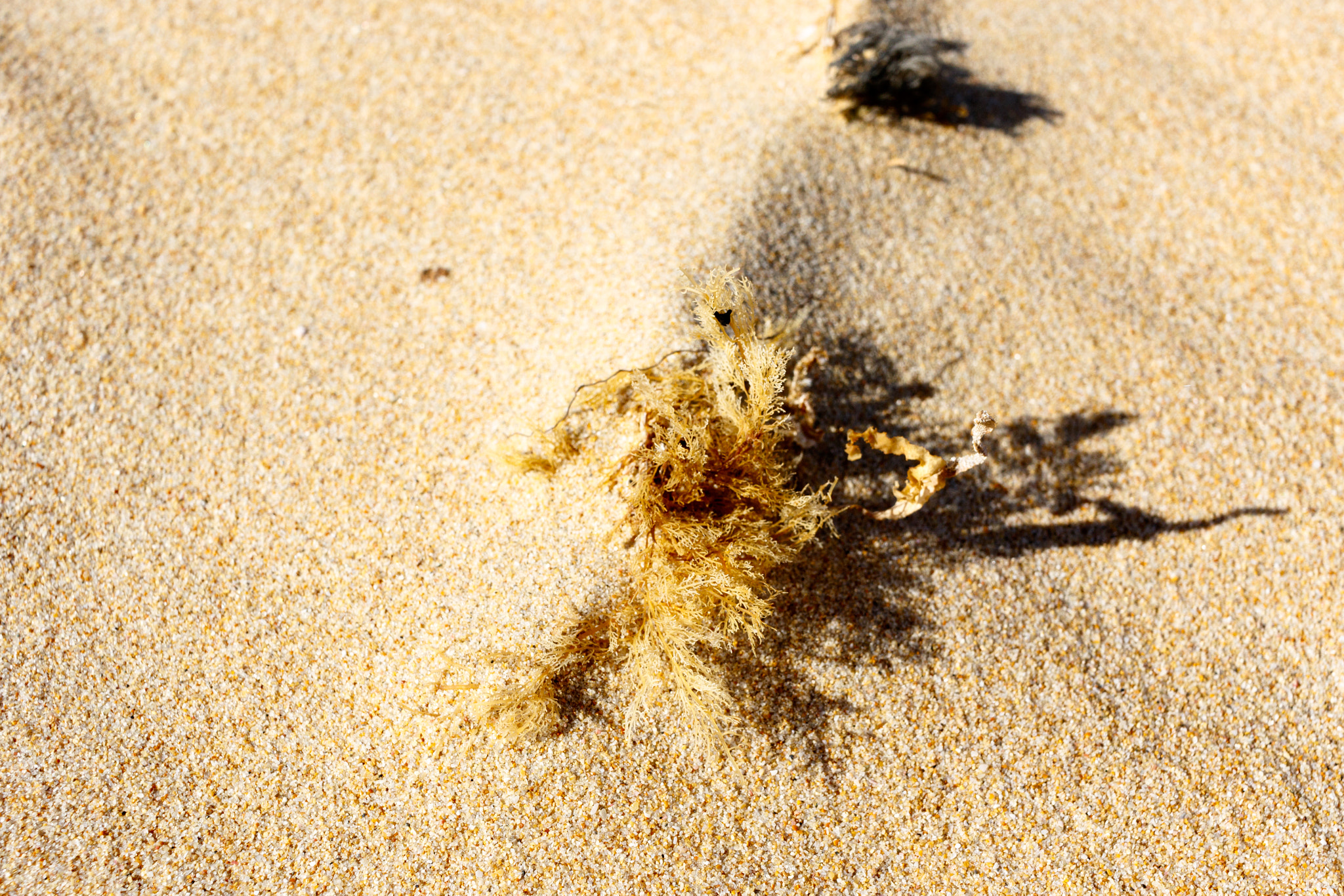 Canon EOS 7D Mark II + Canon EF-S 24mm F2.8 STM sample photo. Seaweed on the sand photography