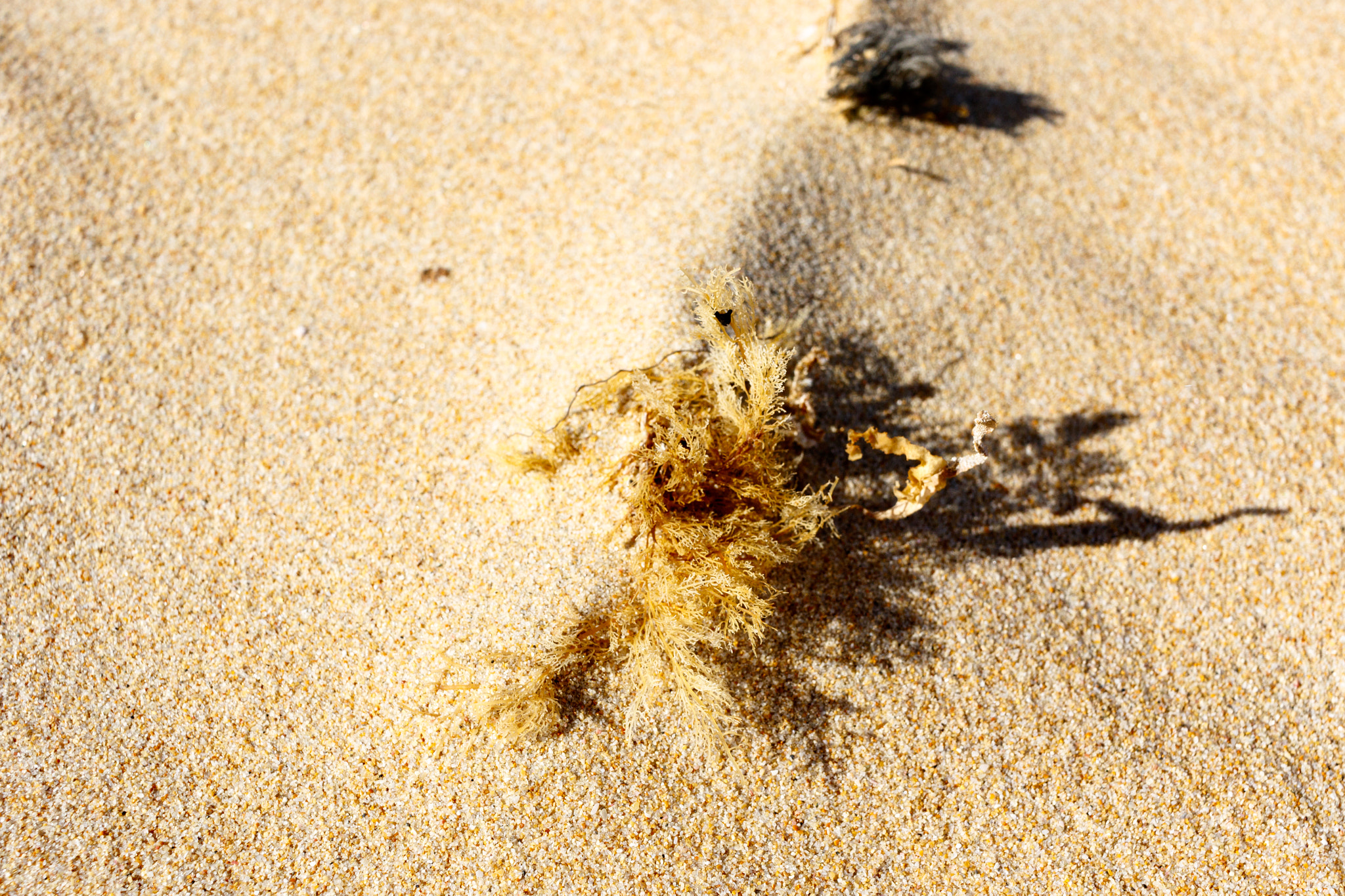 Canon EF-S 24mm F2.8 STM sample photo. Seaweed on the sand photography