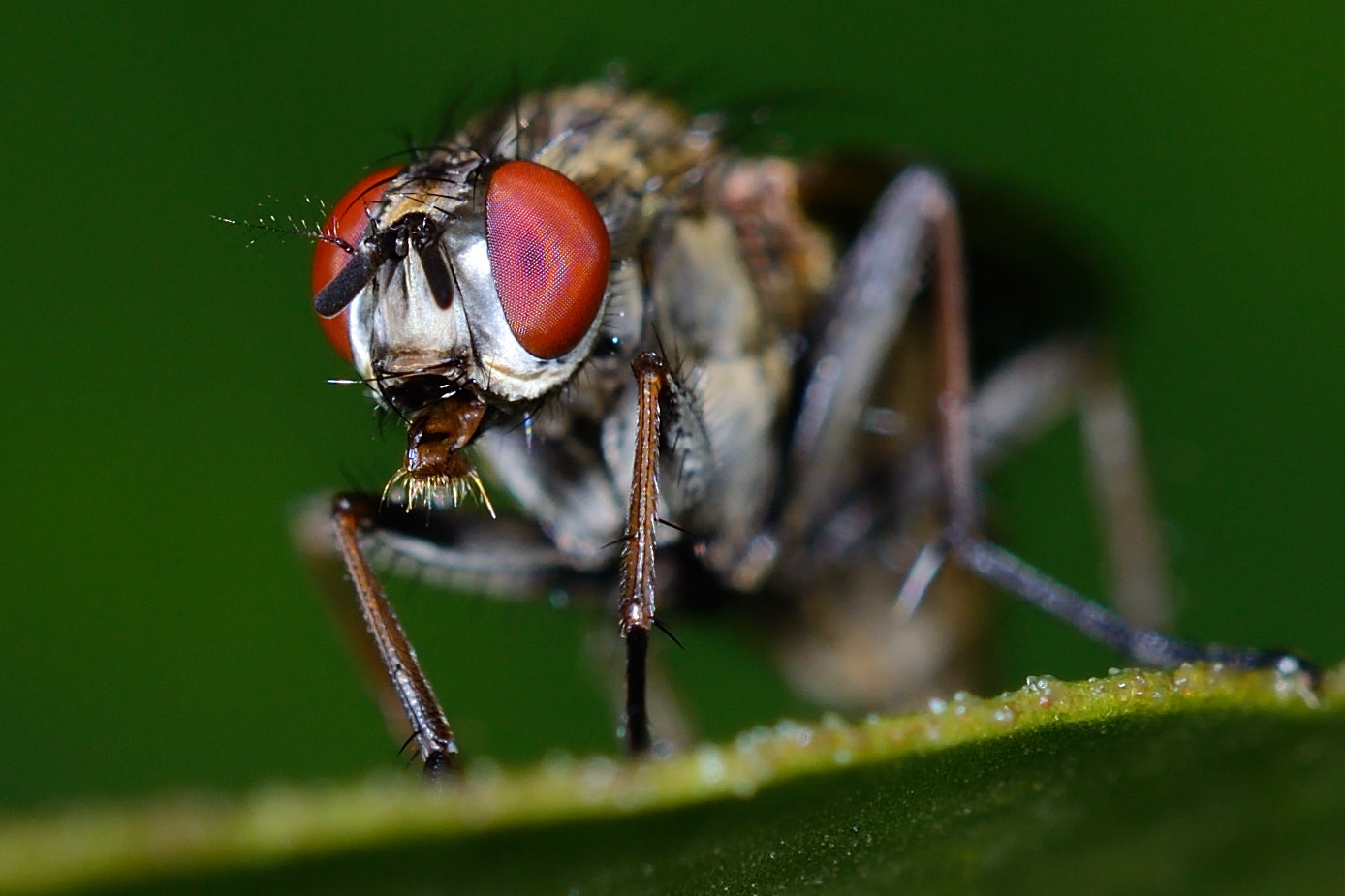 Nikon D800E + Sigma 150mm F2.8 EX DG OS Macro HSM sample photo. Flower fly photography