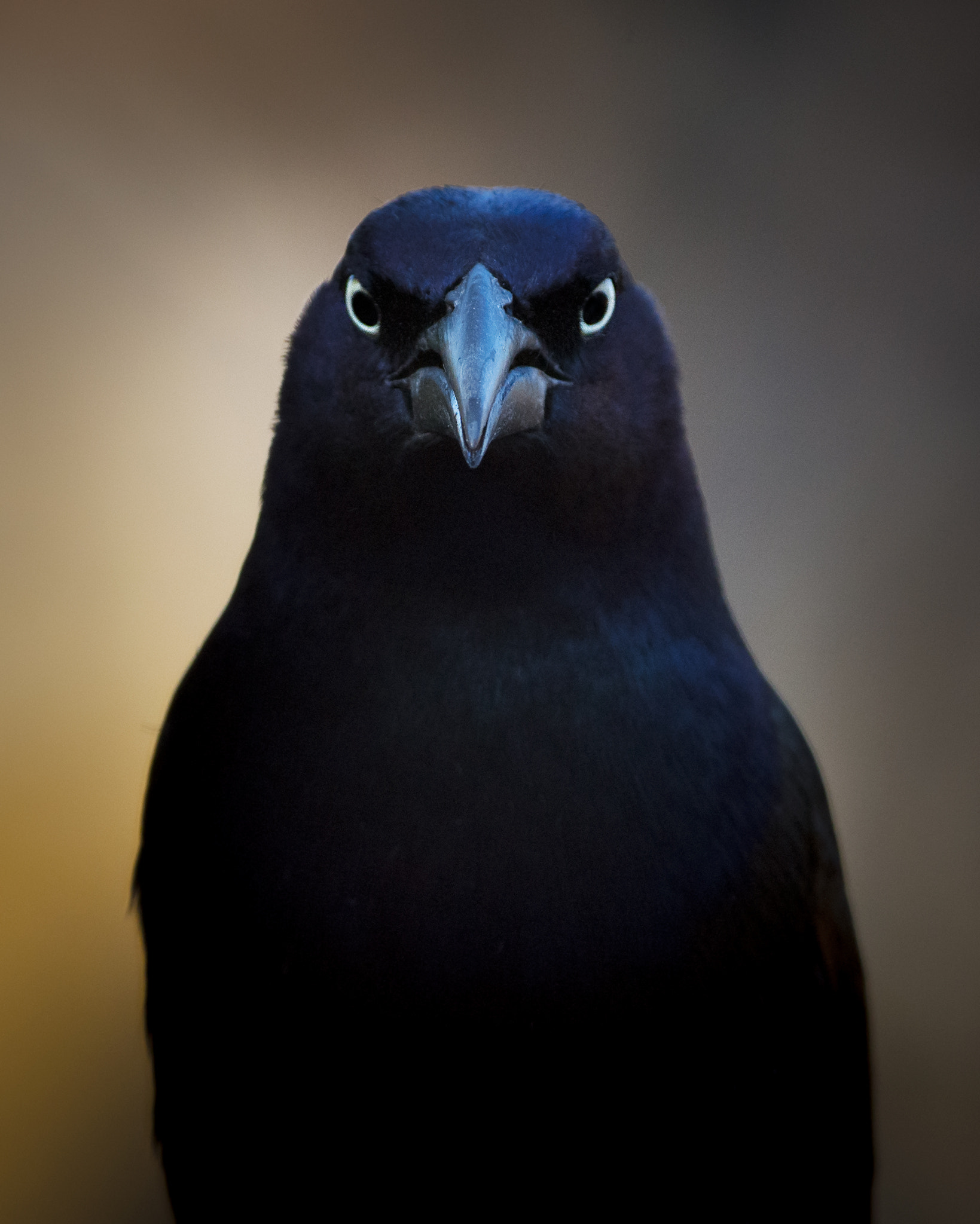 Nikon D7100 sample photo. Common grackle photography