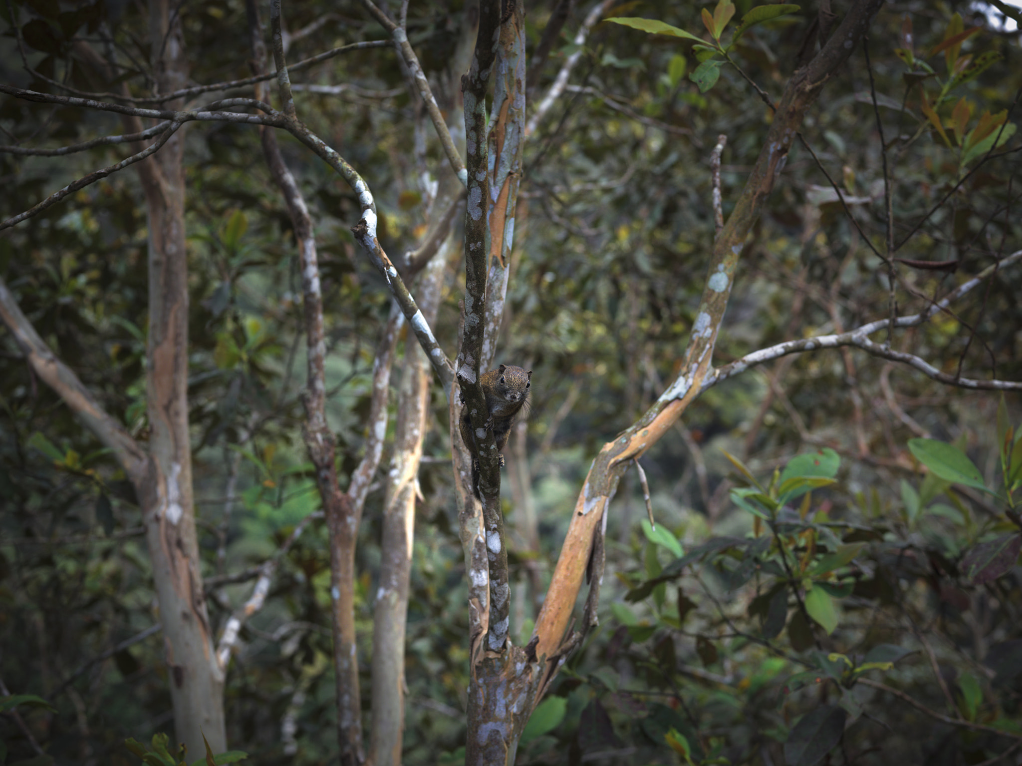 Hasselblad H4D-60 sample photo. Squirrel. malaysia. borneo. photography