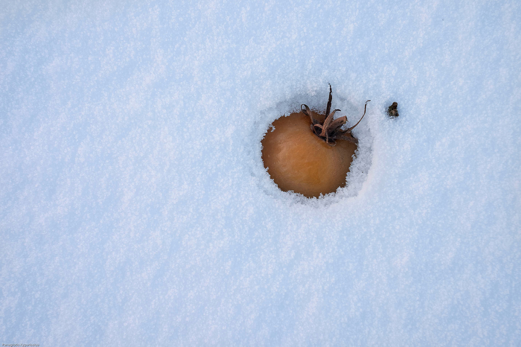 Fujifilm X-E2 + Fujifilm XF 35mm F1.4 R sample photo. Tomato on ice ! photography
