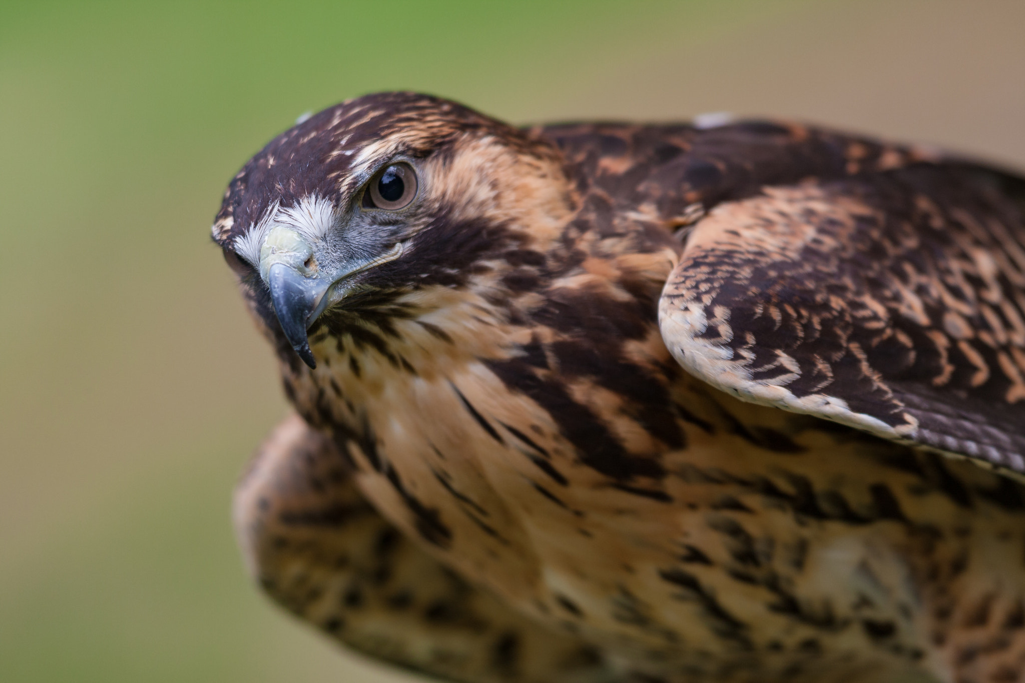 Canon EOS 40D + Canon EF 300mm F2.8L IS USM sample photo. Img photography