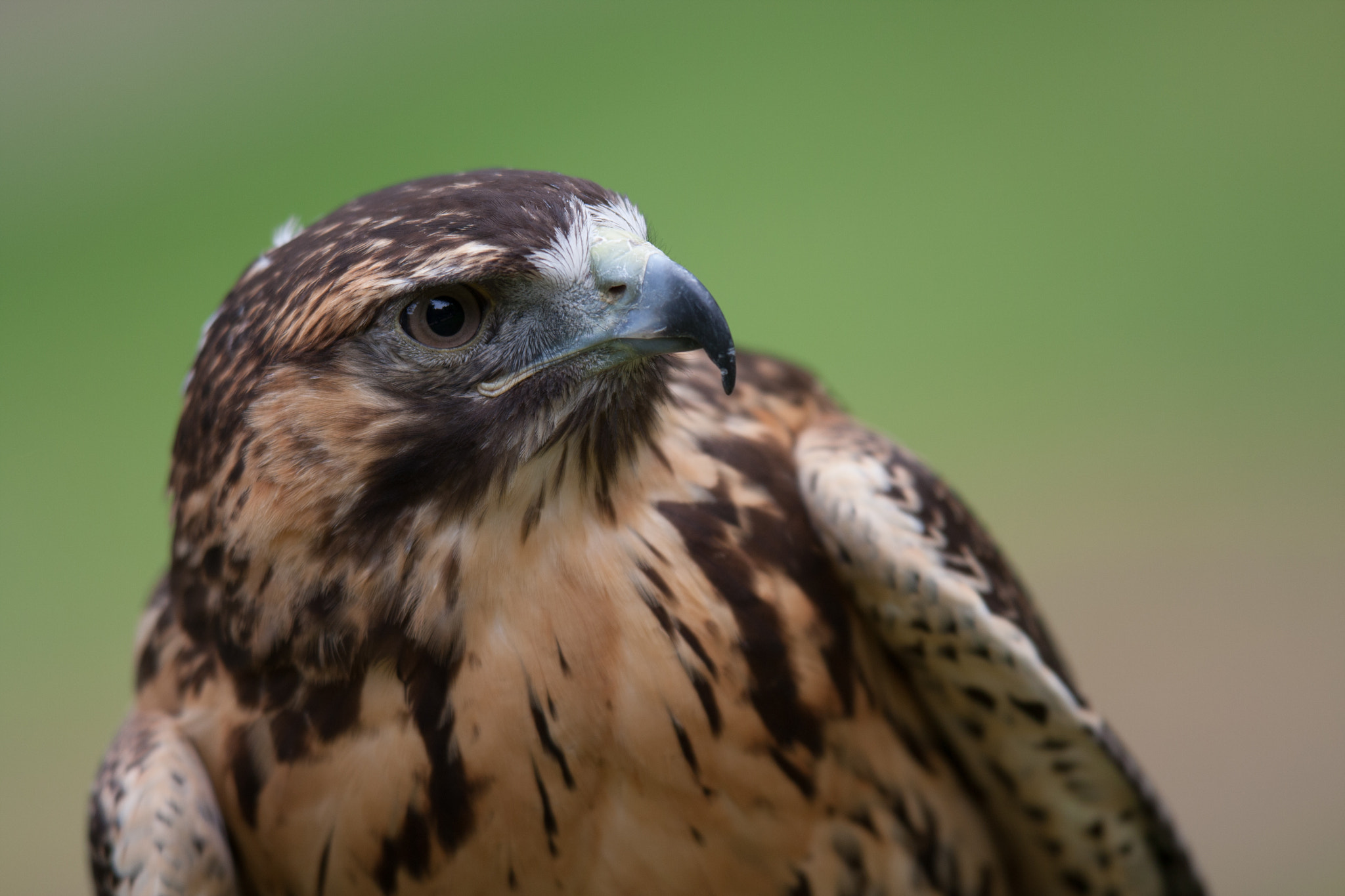 Canon EOS 40D + Canon EF 300mm F2.8L IS USM sample photo. Eagle photography