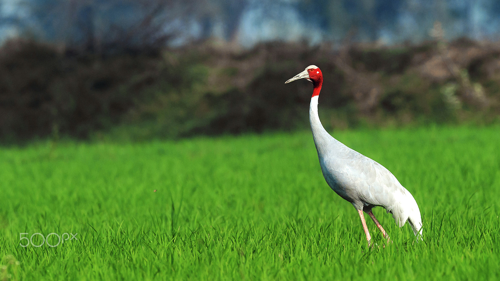 Nikon D5 sample photo. Sarus crane photography