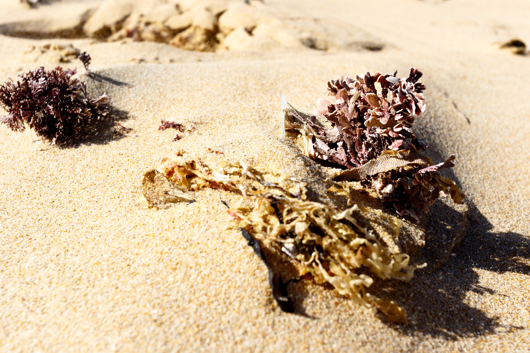 Canon EF-S 24mm F2.8 STM sample photo. Washed out seaweed on the sand photography