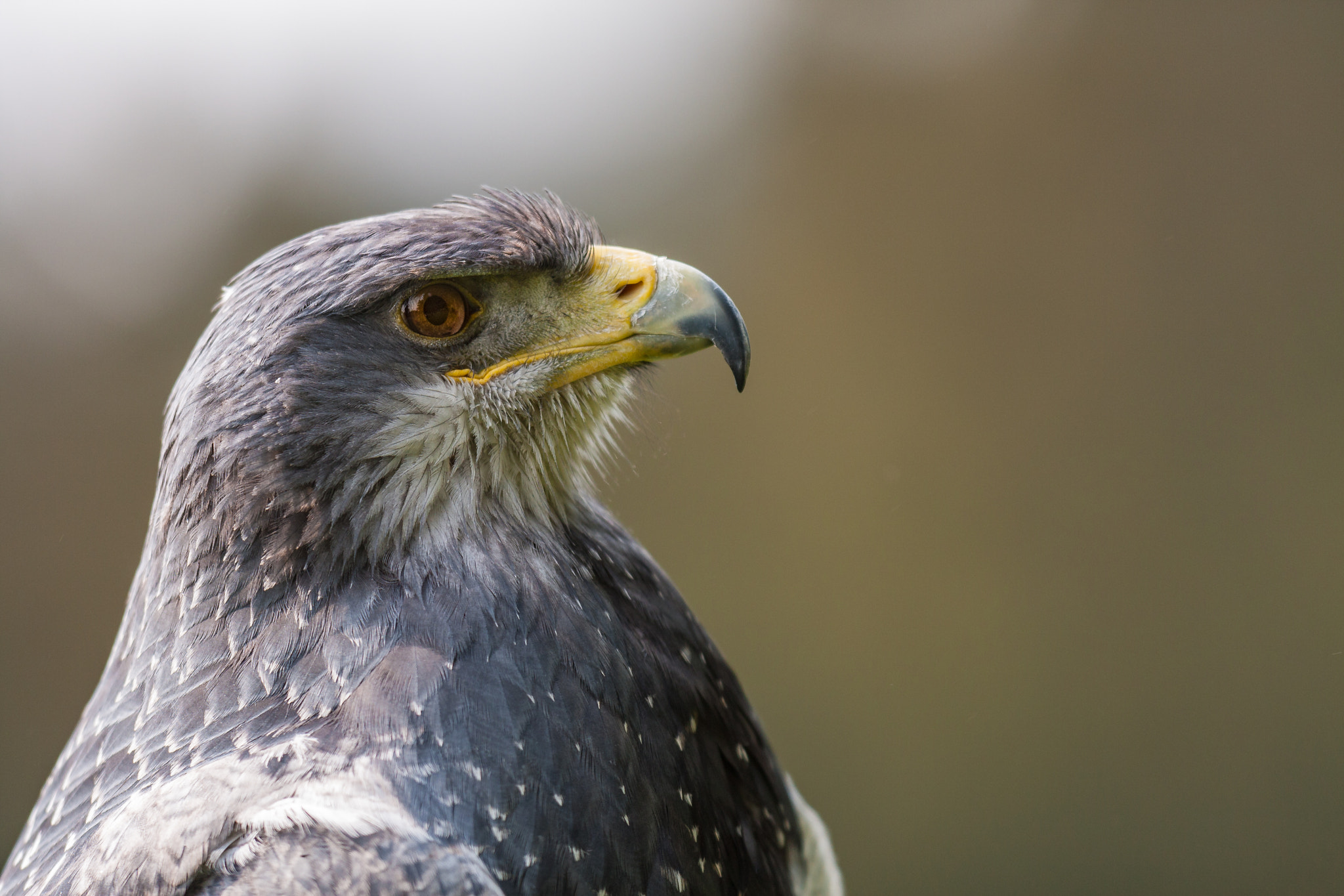 Canon EF 300mm F2.8L IS USM sample photo. Img photography