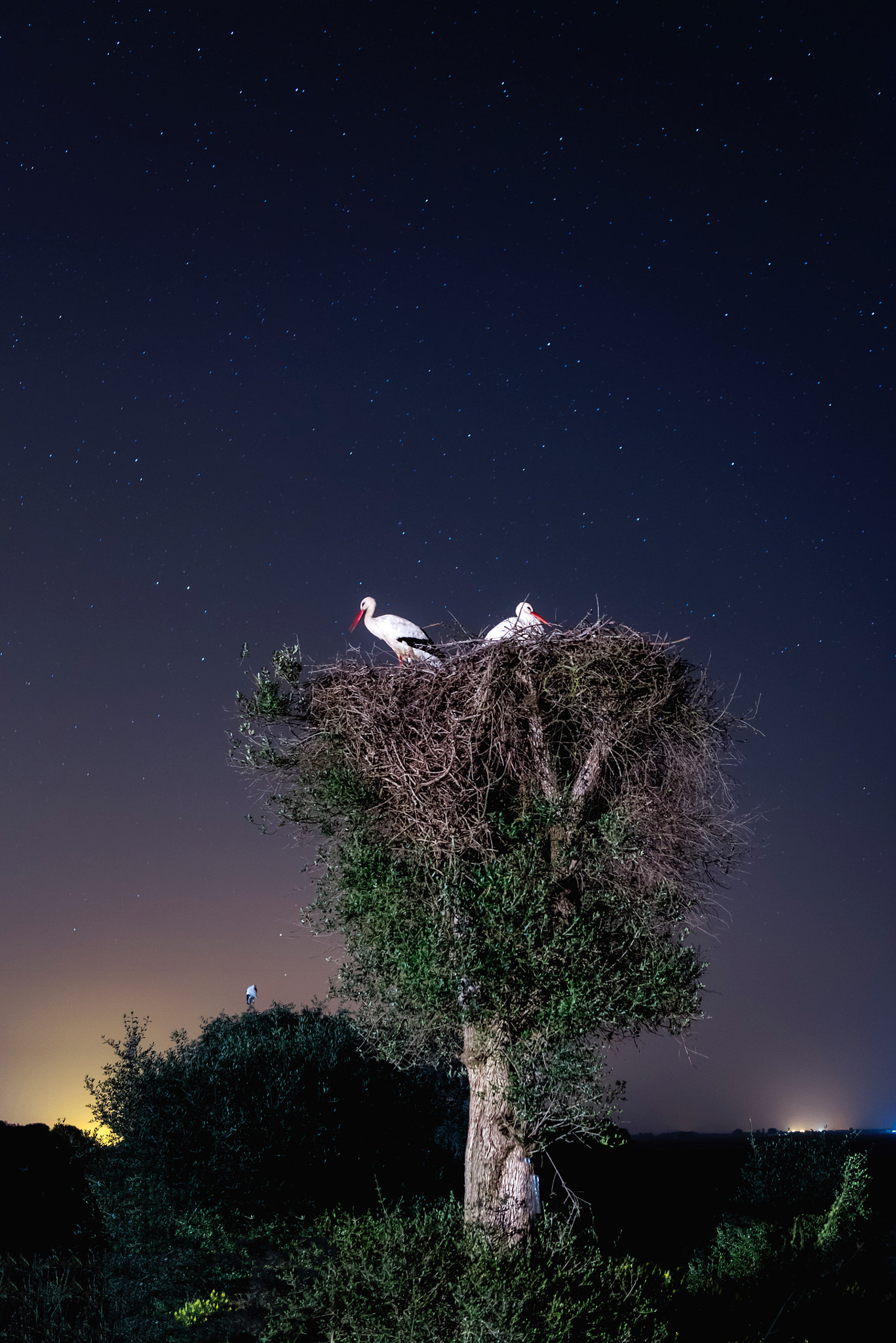 Nikon D750 sample photo. Cigüeñal, dehesa de abajo. sevilla photography