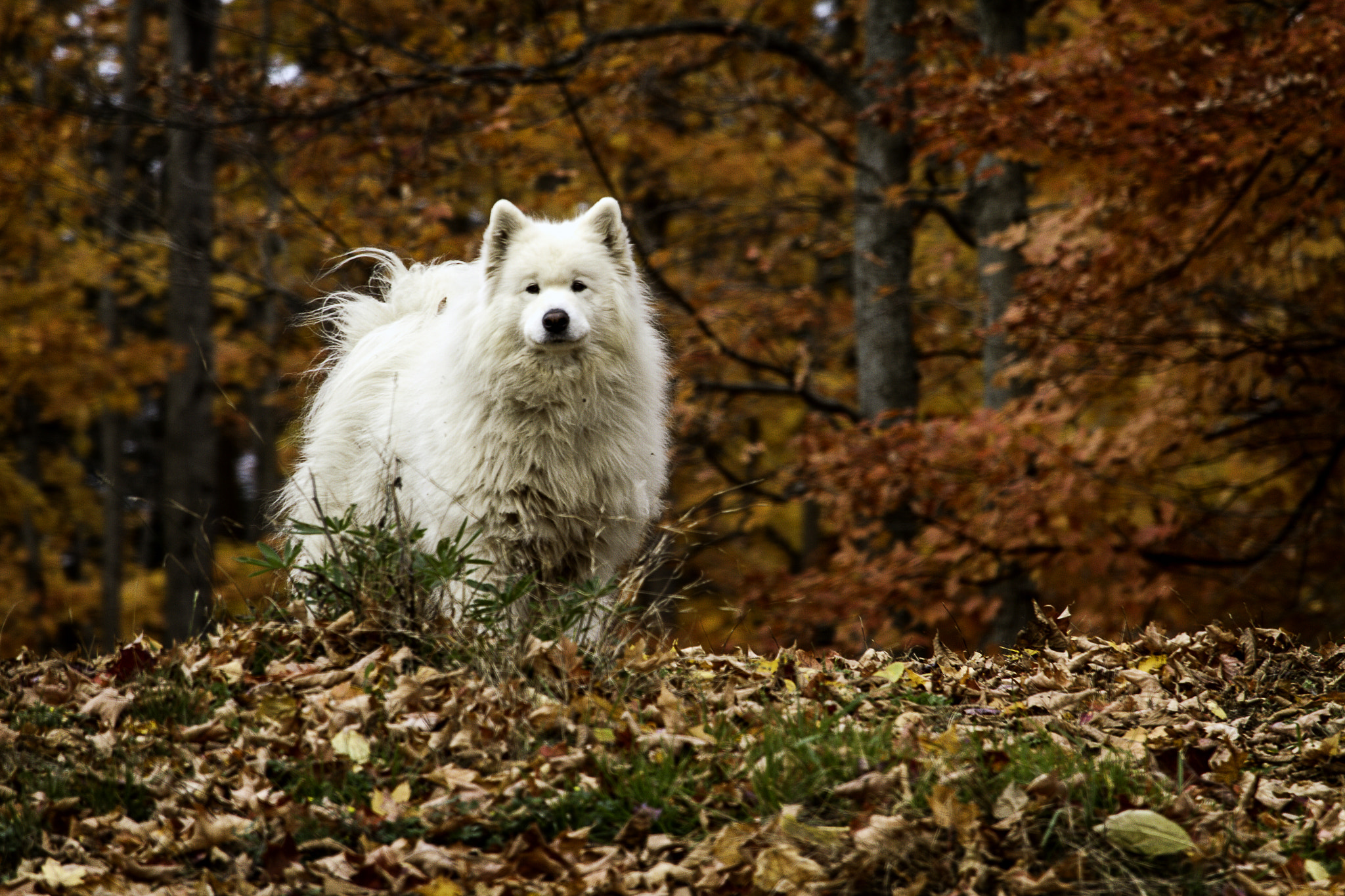 Canon EOS 7D + Canon EF-S 55-250mm F4-5.6 IS STM sample photo