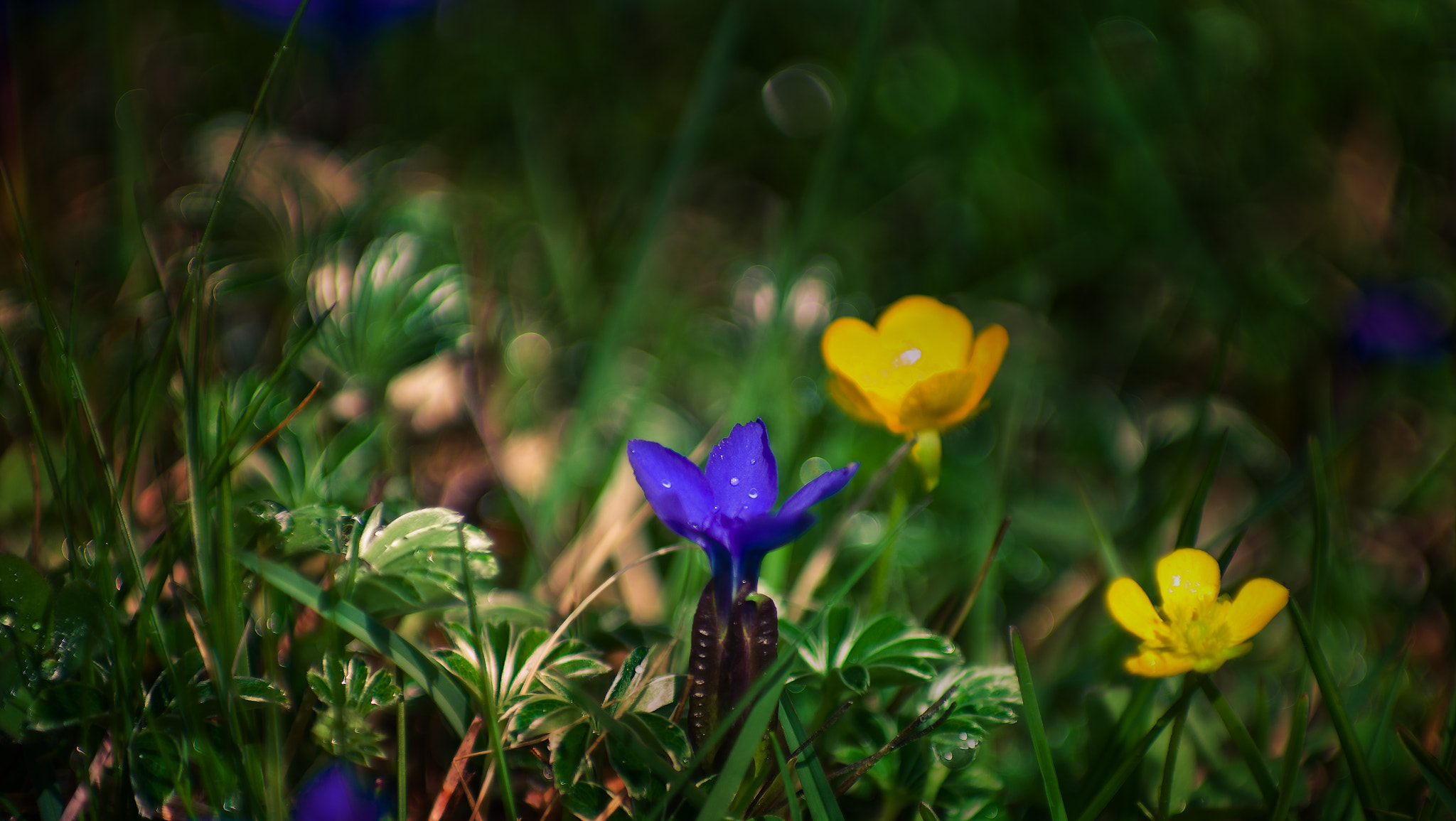 Pentax K-5 sample photo. Bergfrühling photography