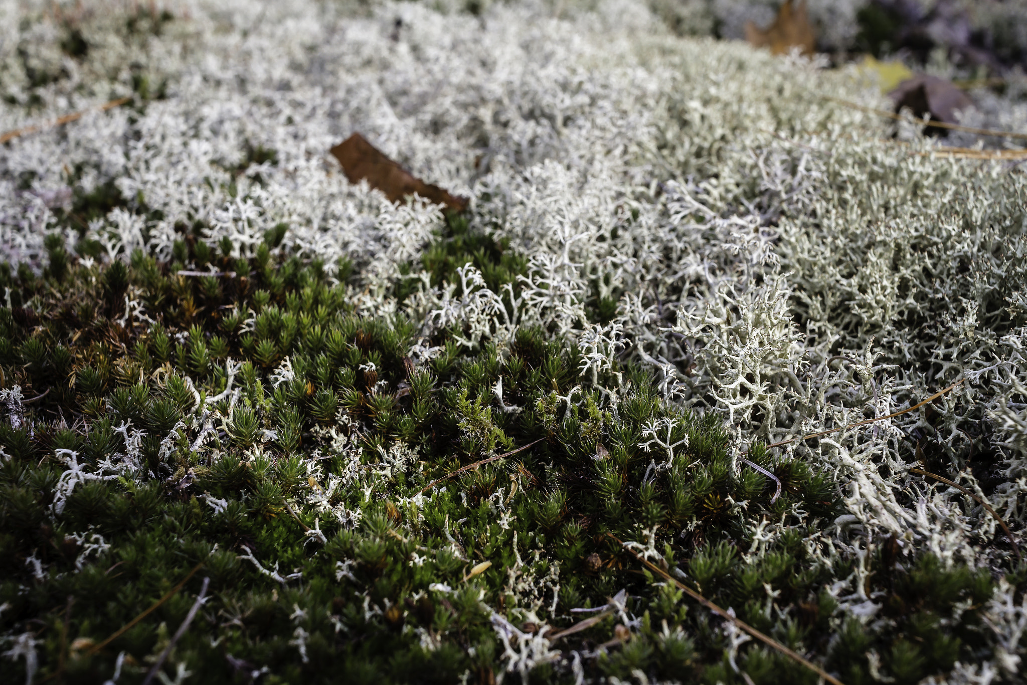 Canon EOS 7D sample photo