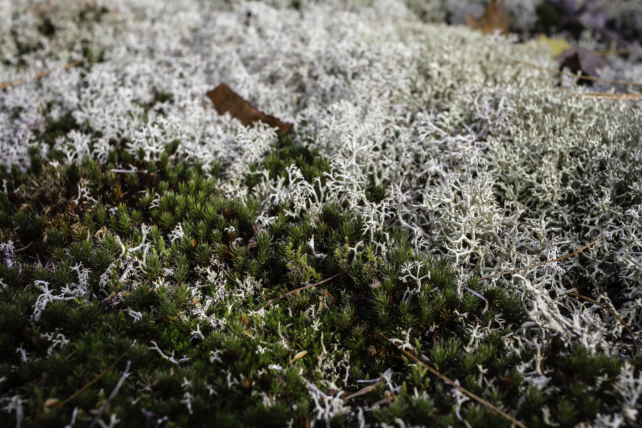 Canon EOS 7D + Canon EF-S 24mm F2.8 STM sample photo