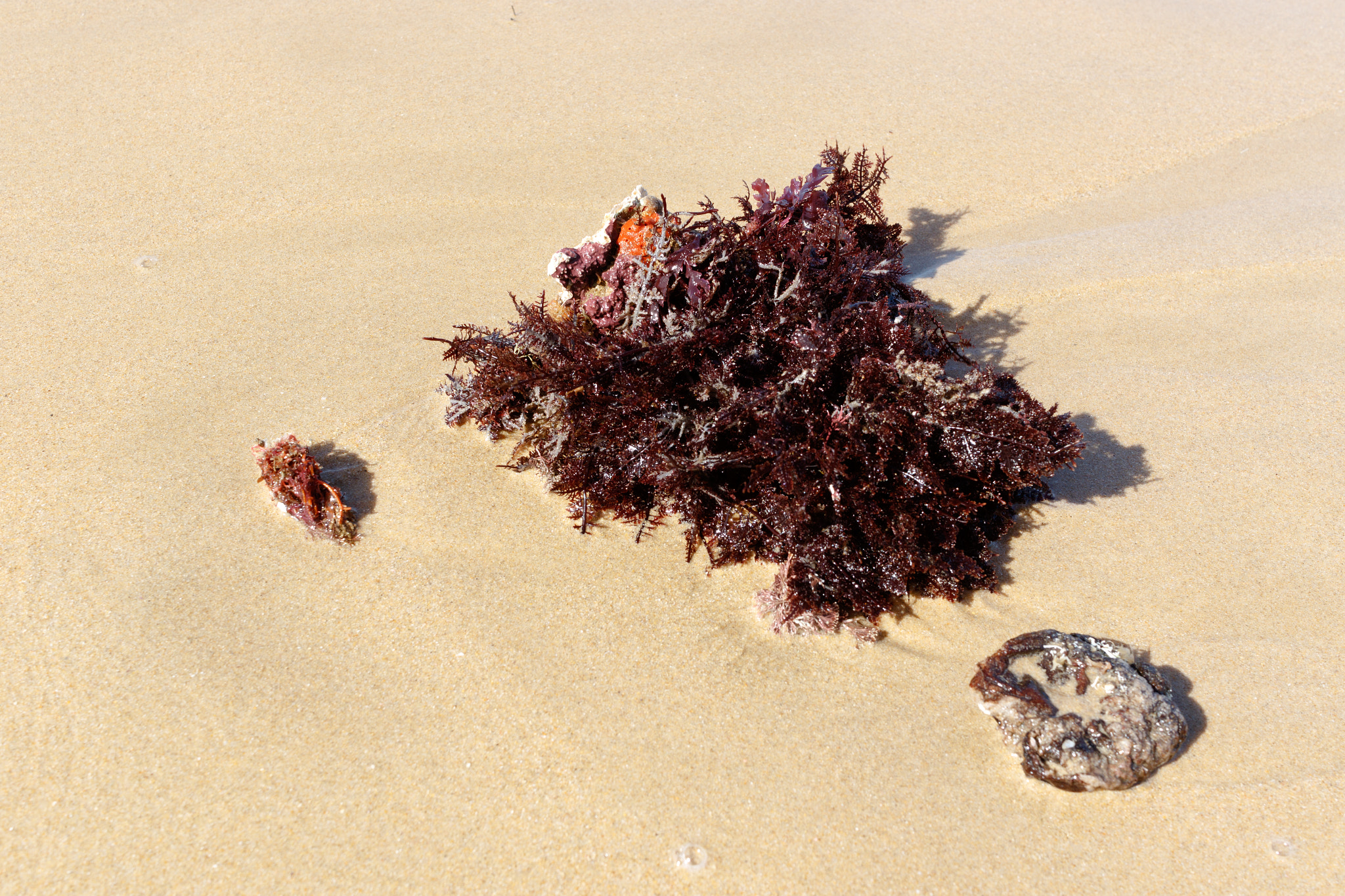 Canon EOS 7D Mark II + Canon EF-S 24mm F2.8 STM sample photo. Red seaweed on the sand photography
