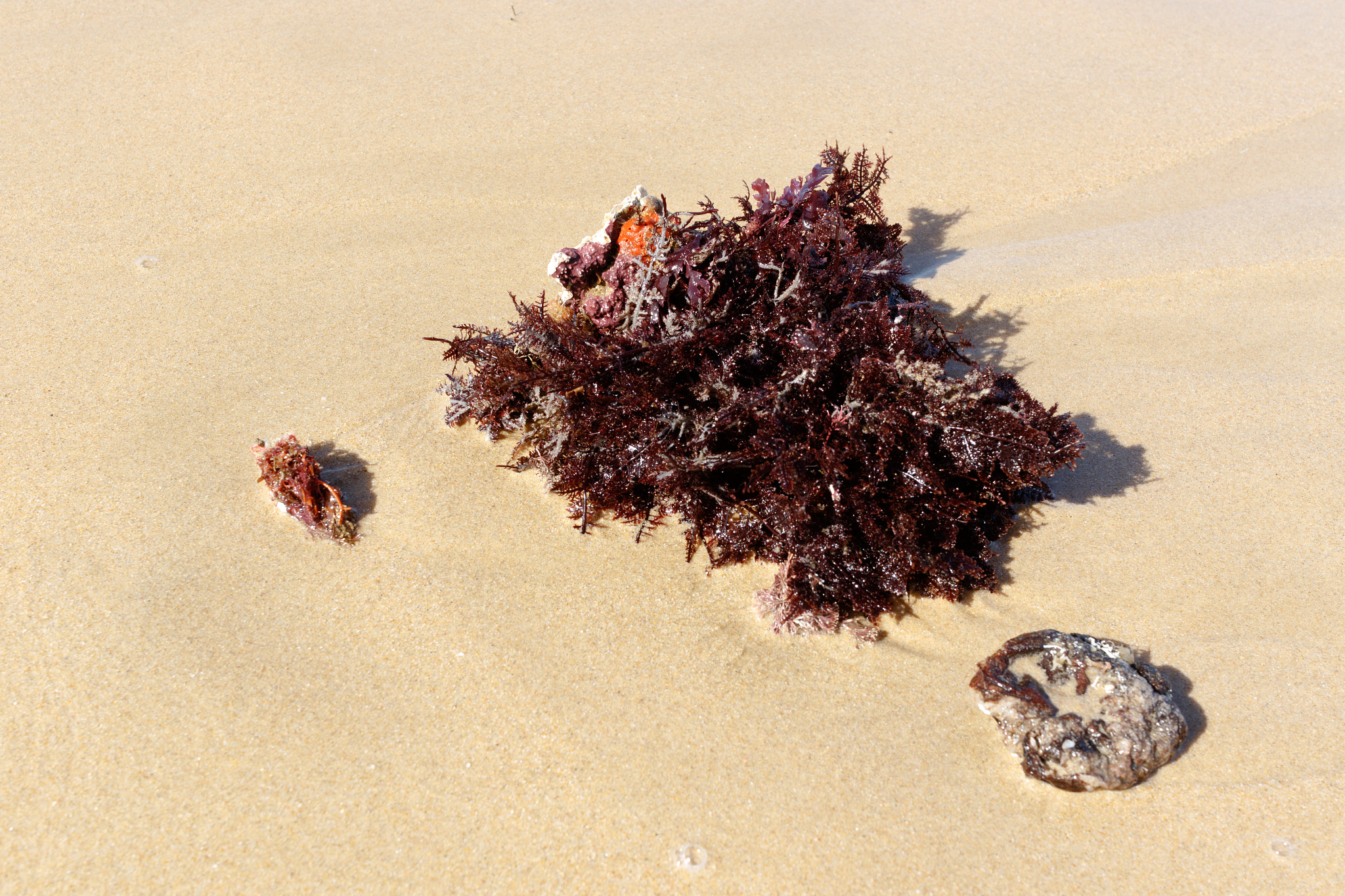 Canon EF-S 24mm F2.8 STM sample photo. Red seaweed on the sand photography