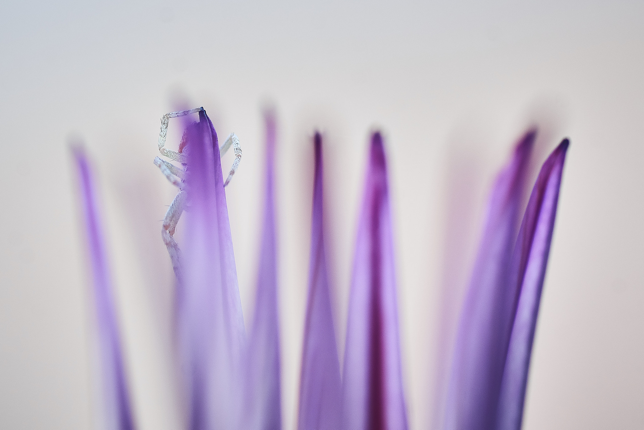 Tamron SP AF 90mm F2.8 Di Macro sample photo. Hidden photography