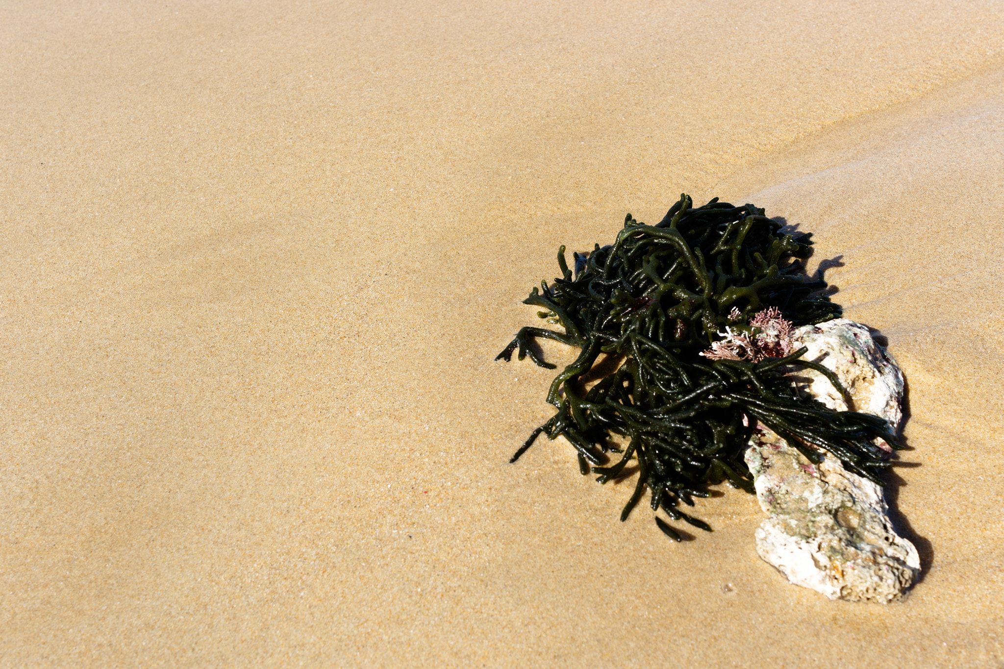 Canon EOS 7D Mark II + Canon EF-S 24mm F2.8 STM sample photo. Green seaweed on the sand photography