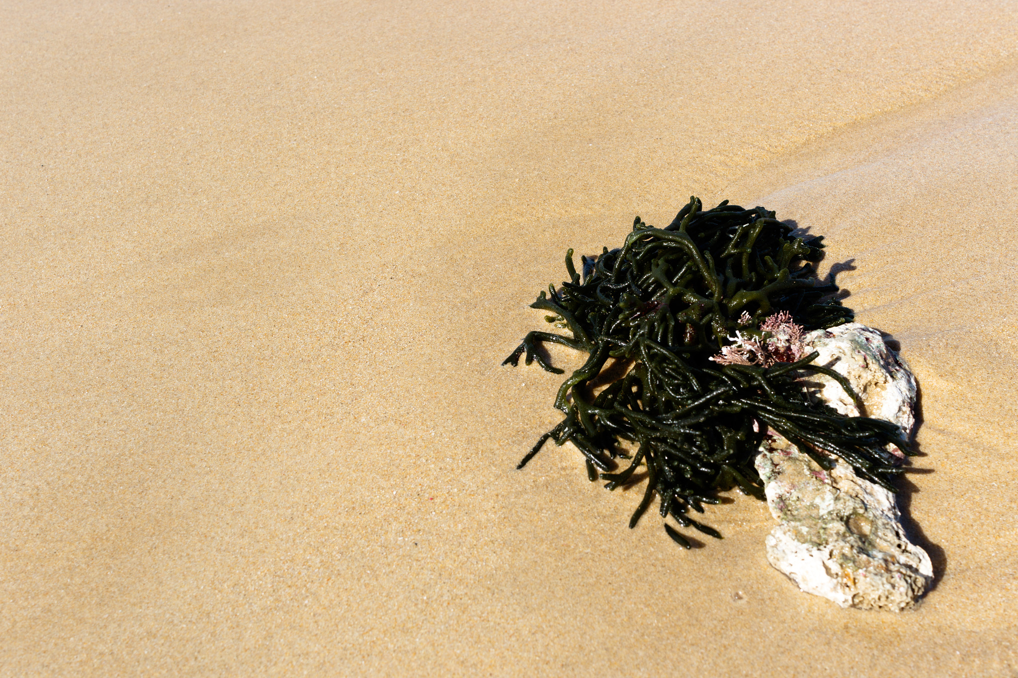 Canon EF-S 24mm F2.8 STM sample photo. Green seaweed on the sand photography