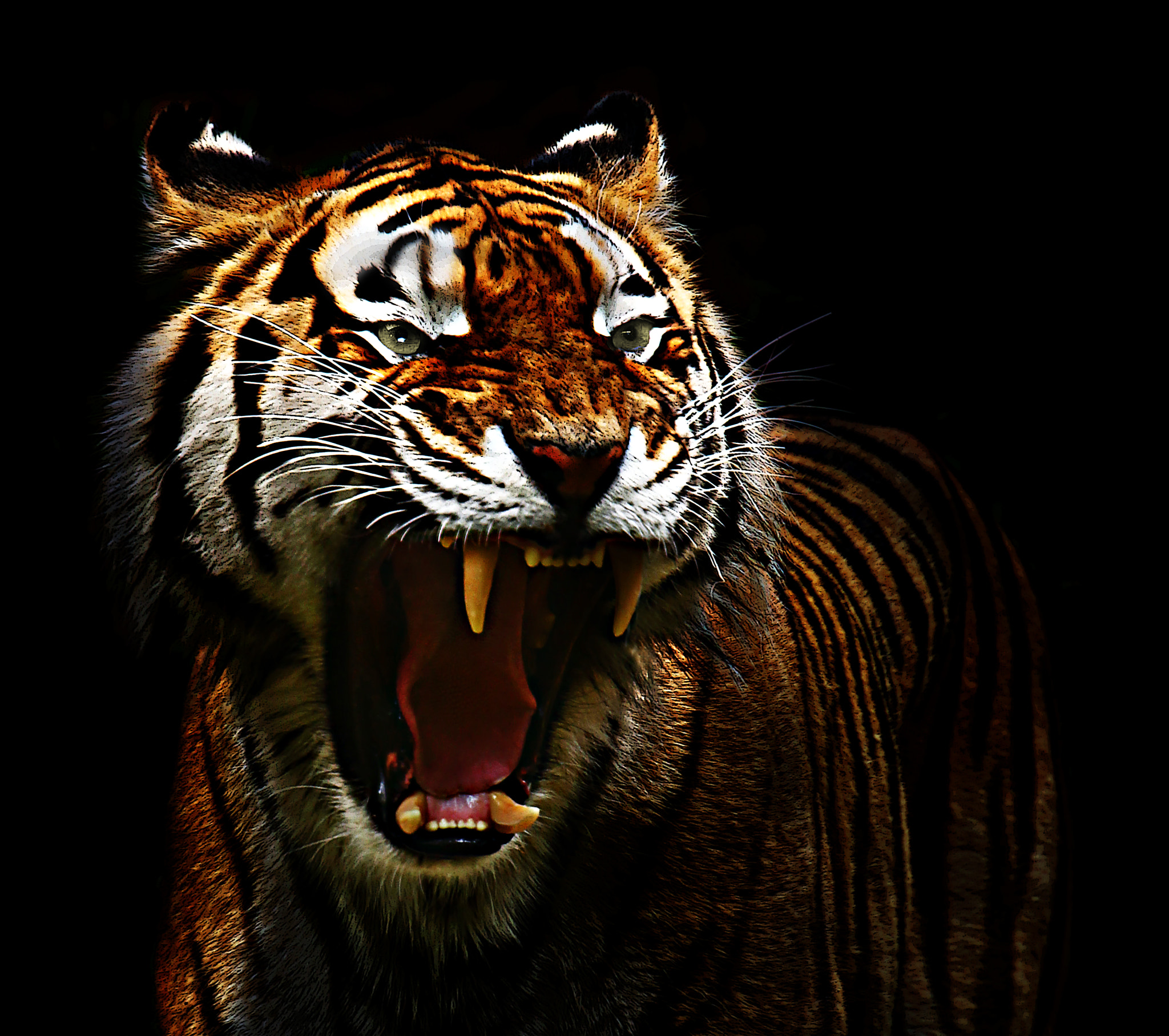 Canon EOS 60D sample photo. Tiger photography