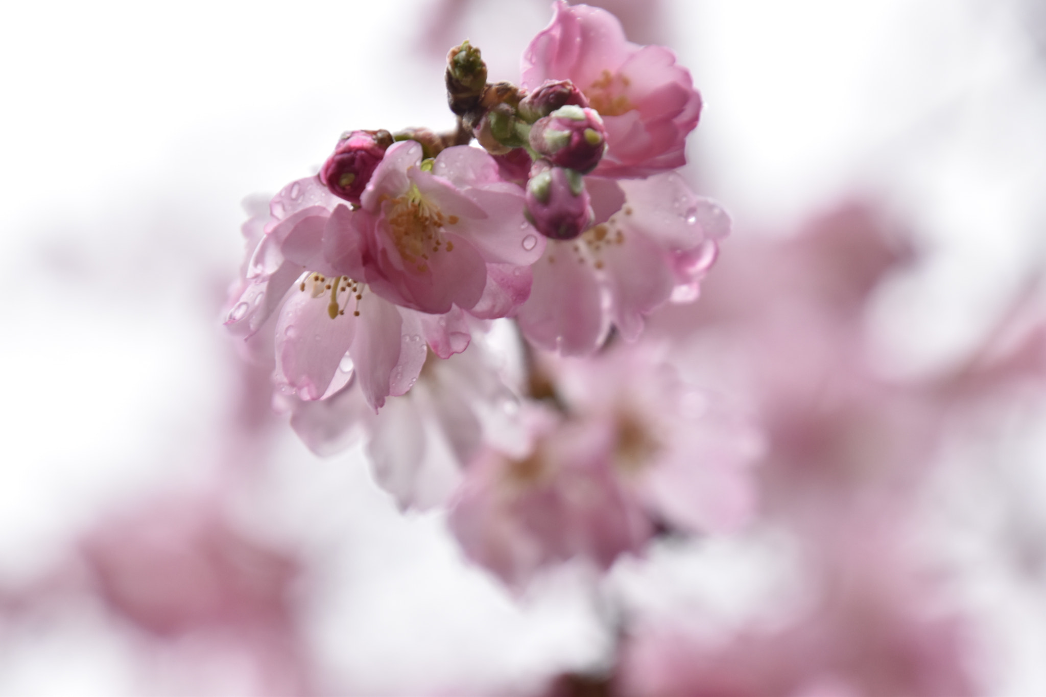 Nikon D5600 sample photo. Blossom photography