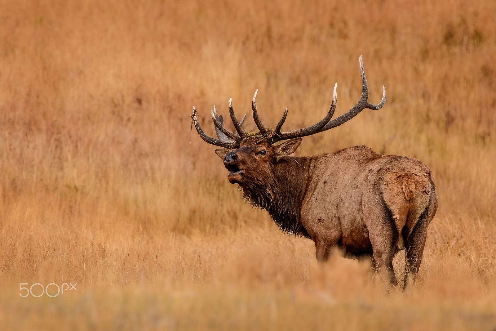 Nikon AF-S Nikkor 600mm F4G ED VR sample photo. Bull's anthem photography