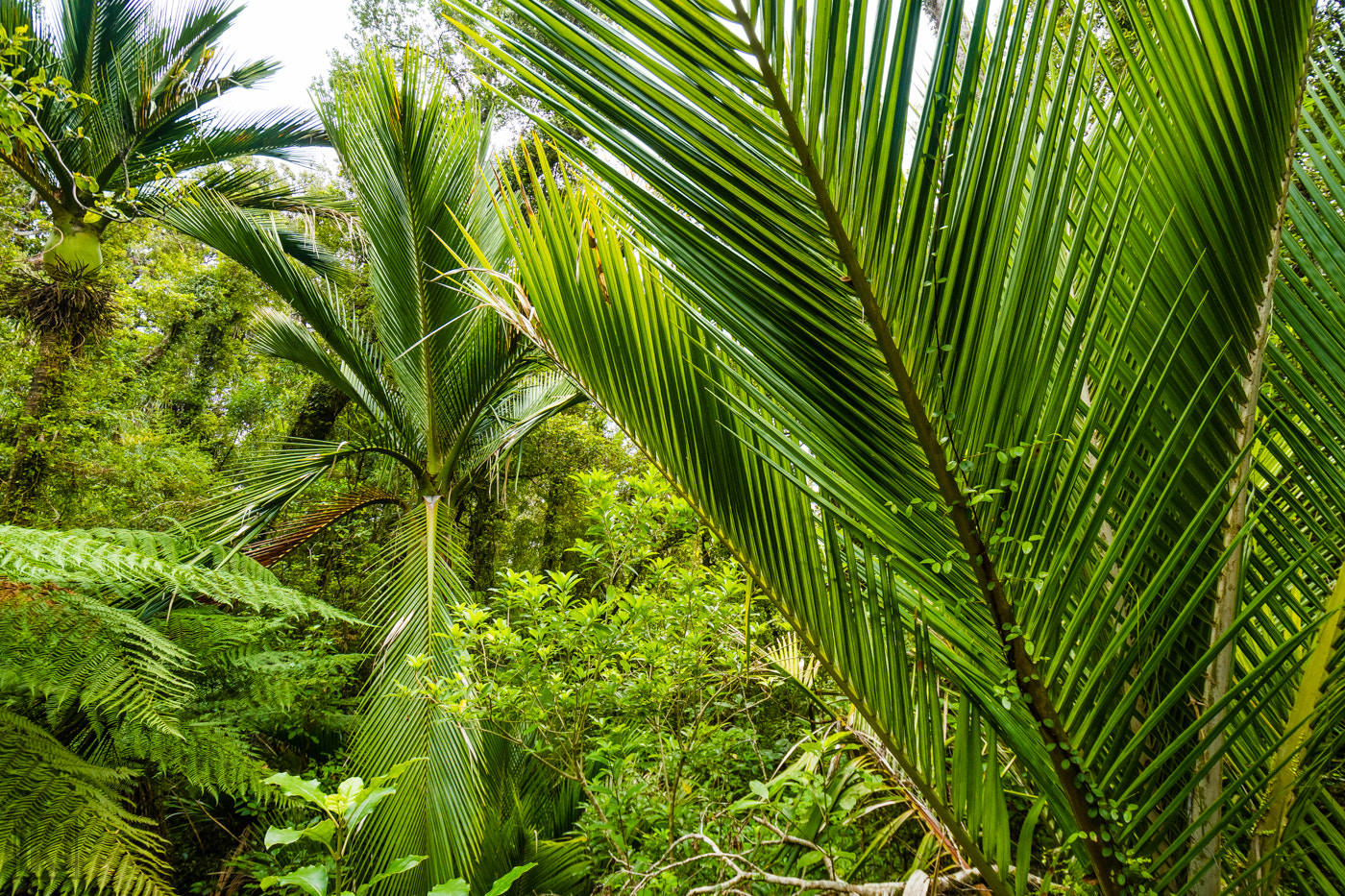 Nikon D500 sample photo. Pure green photography