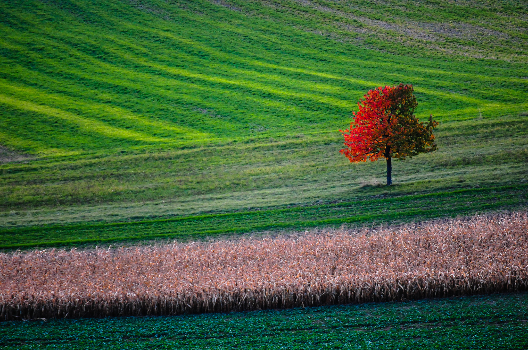 Nikon D300 sample photo. Autumn tree photography