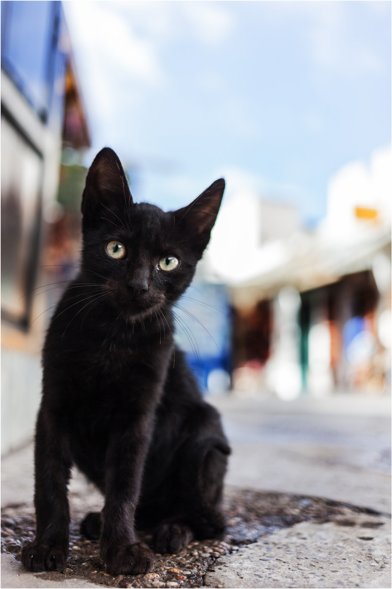 Canon EF 40mm F2.8 STM sample photo. Curiosity killed the cat photography