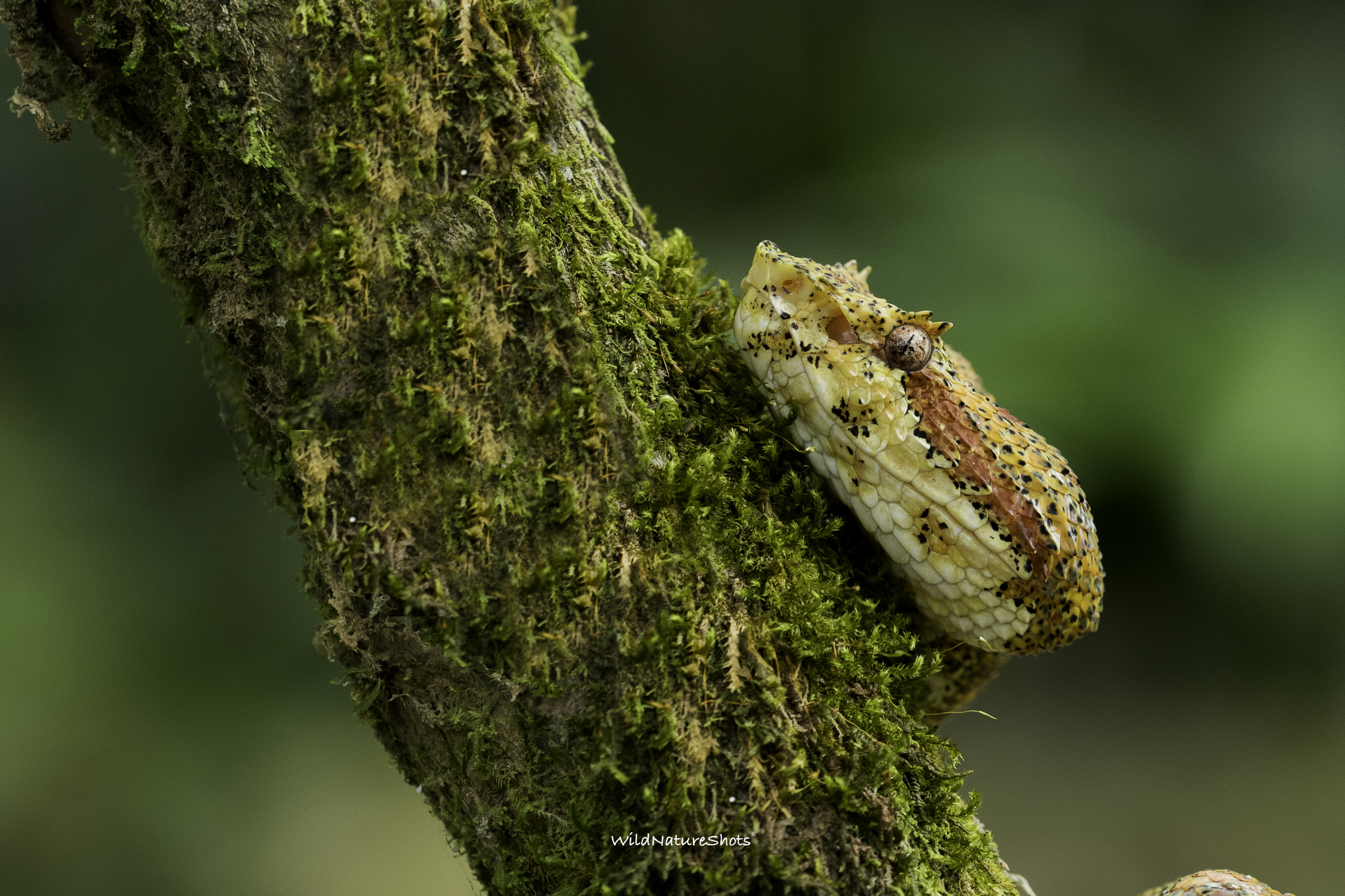 Sigma 150mm F2.8 EX DG OS Macro HSM sample photo. Eyelash viper photography