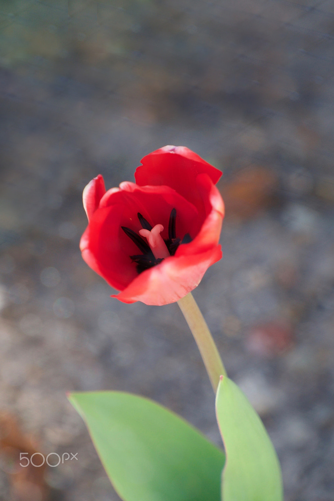 Sony a7S II + Sony FE 70-200mm F4 G OSS sample photo. Beauty falls into the light photography