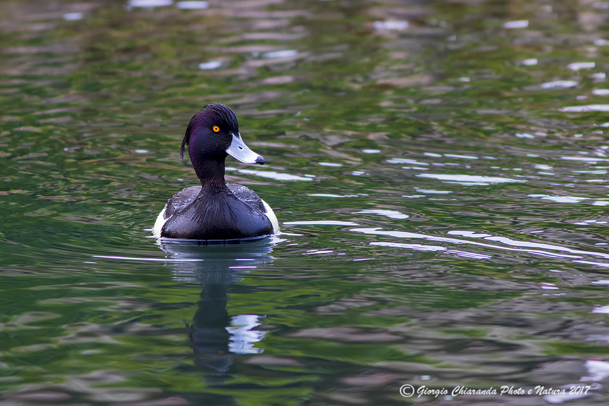Canon EF 400mm F5.6L USM sample photo. Moretta (aythya fuligula) photography