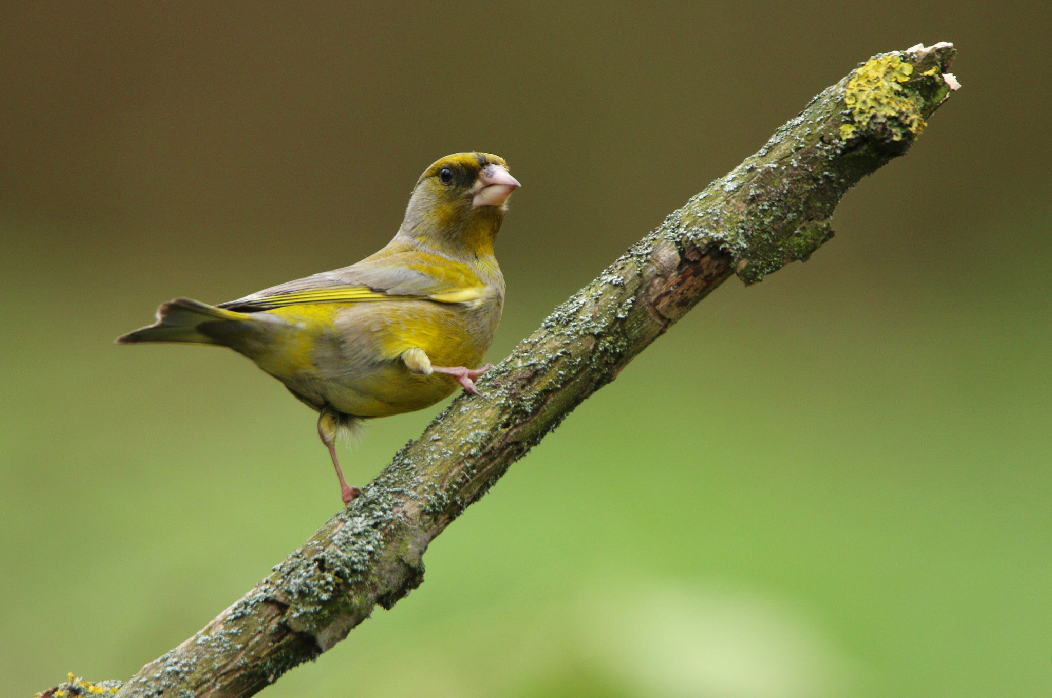 Canon EOS 70D sample photo. Greenfinch photography