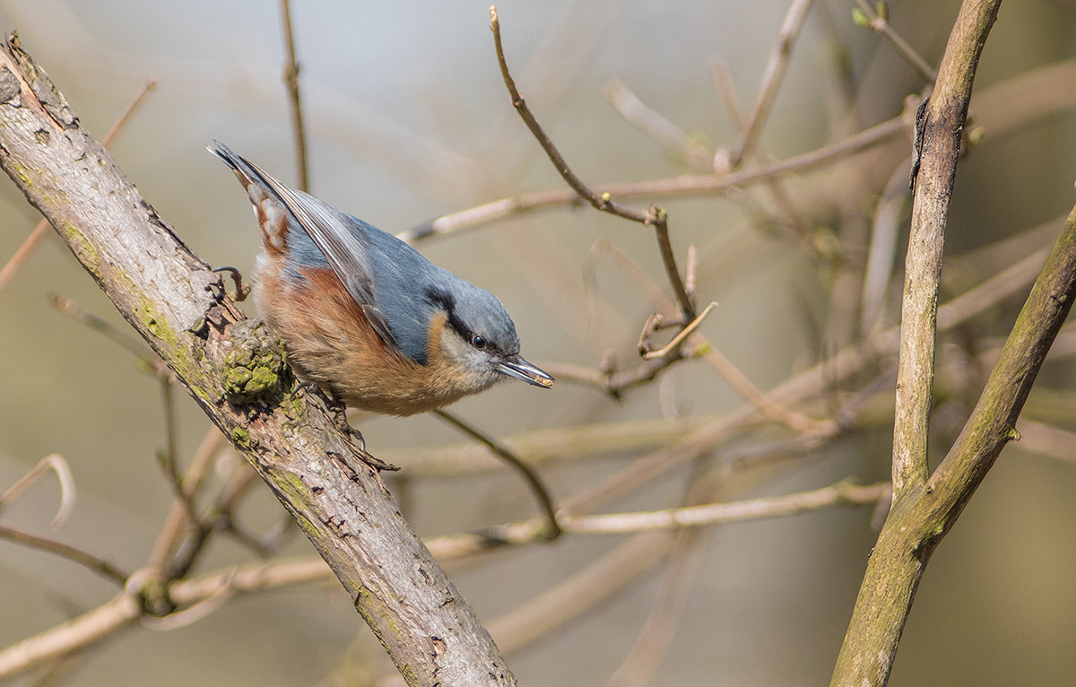 Nikon D500 sample photo. Kowalik (sitta europaea) photography