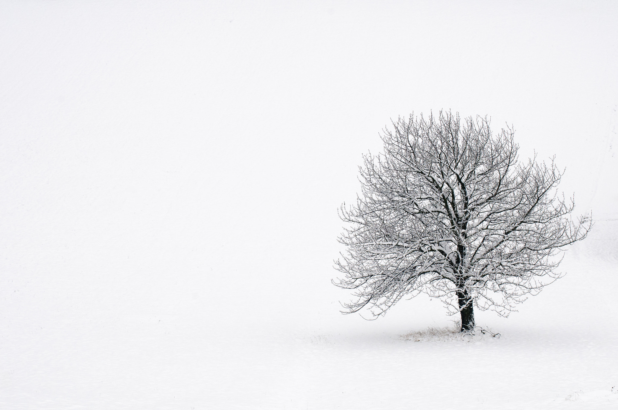 Nikon D300 sample photo. Winter tree photography
