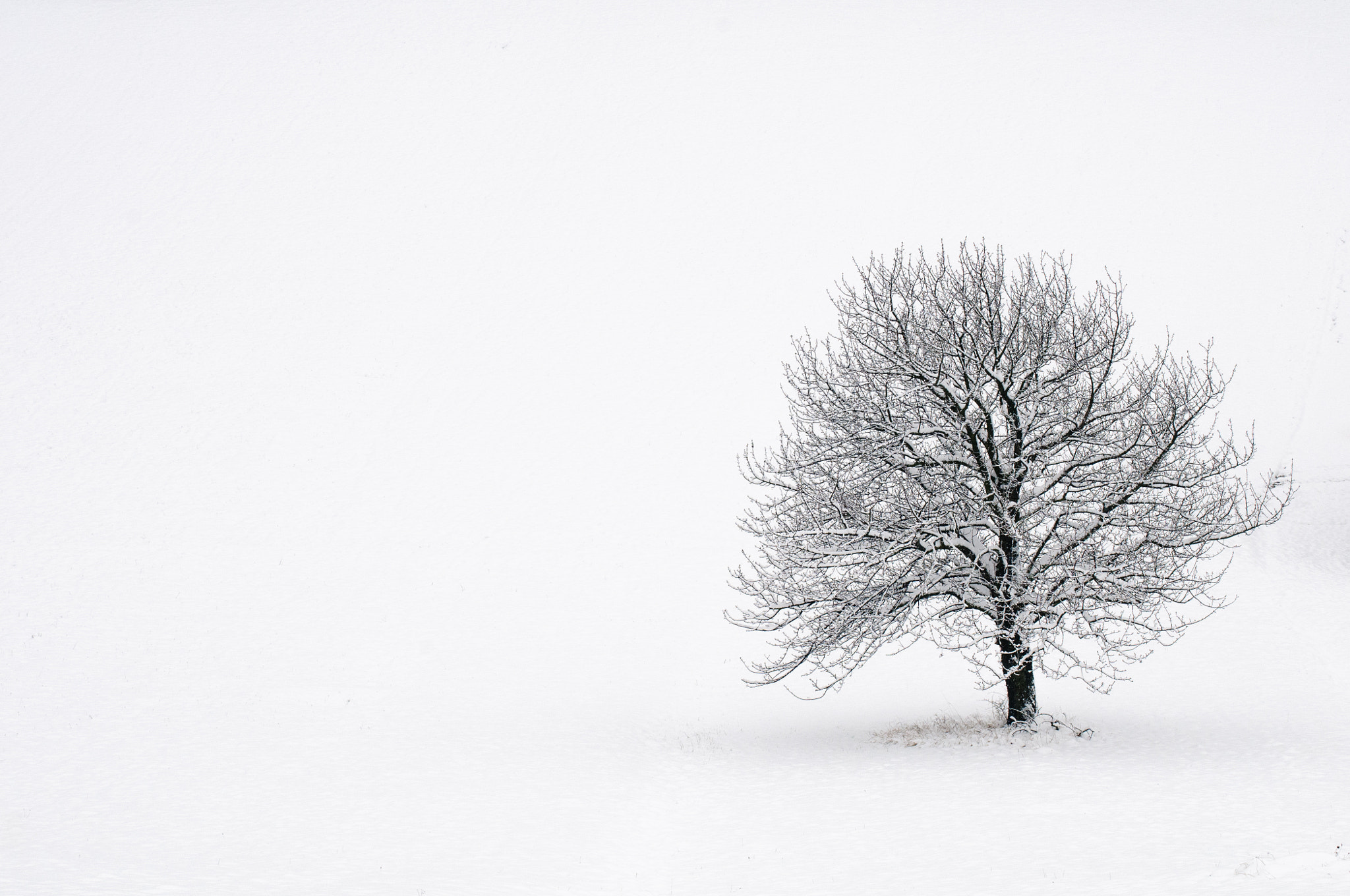 Nikon D300 sample photo. Winter tree photography