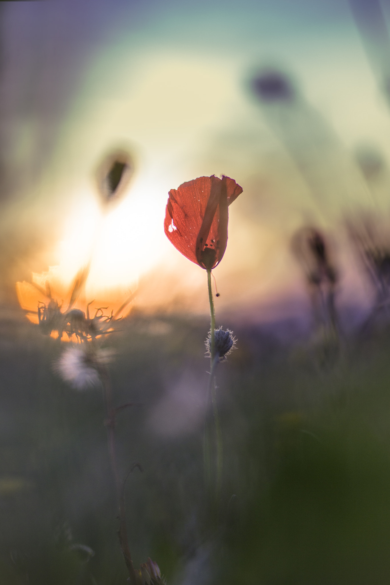 Canon EF 50mm F2.5 Macro sample photo. Spring photography