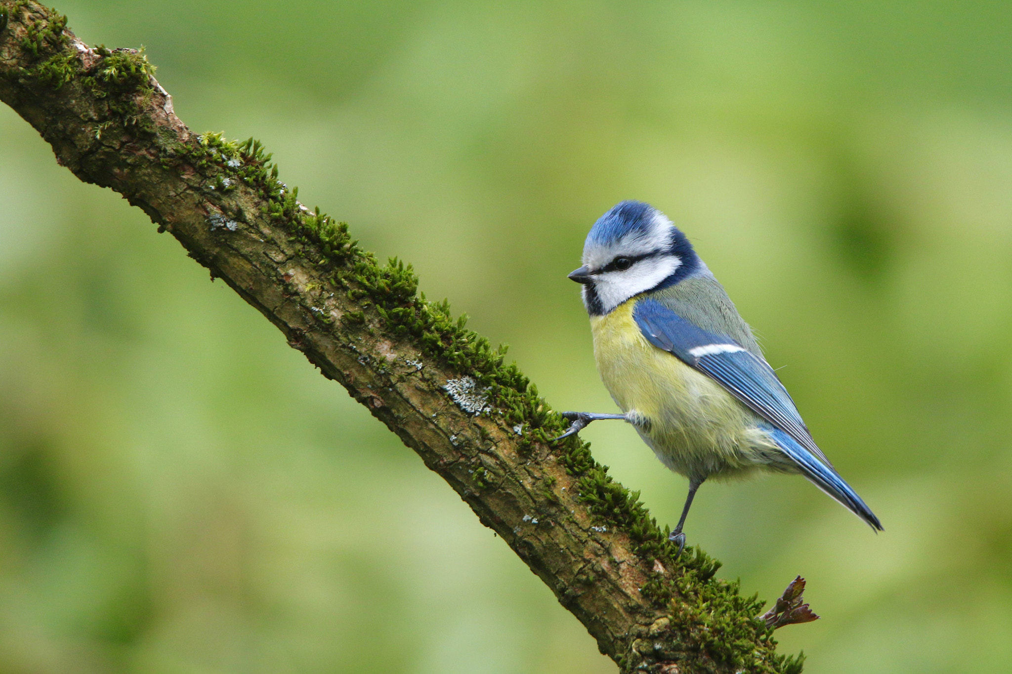 Tamron SP 150-600mm F5-6.3 Di VC USD sample photo. Blue tit photography