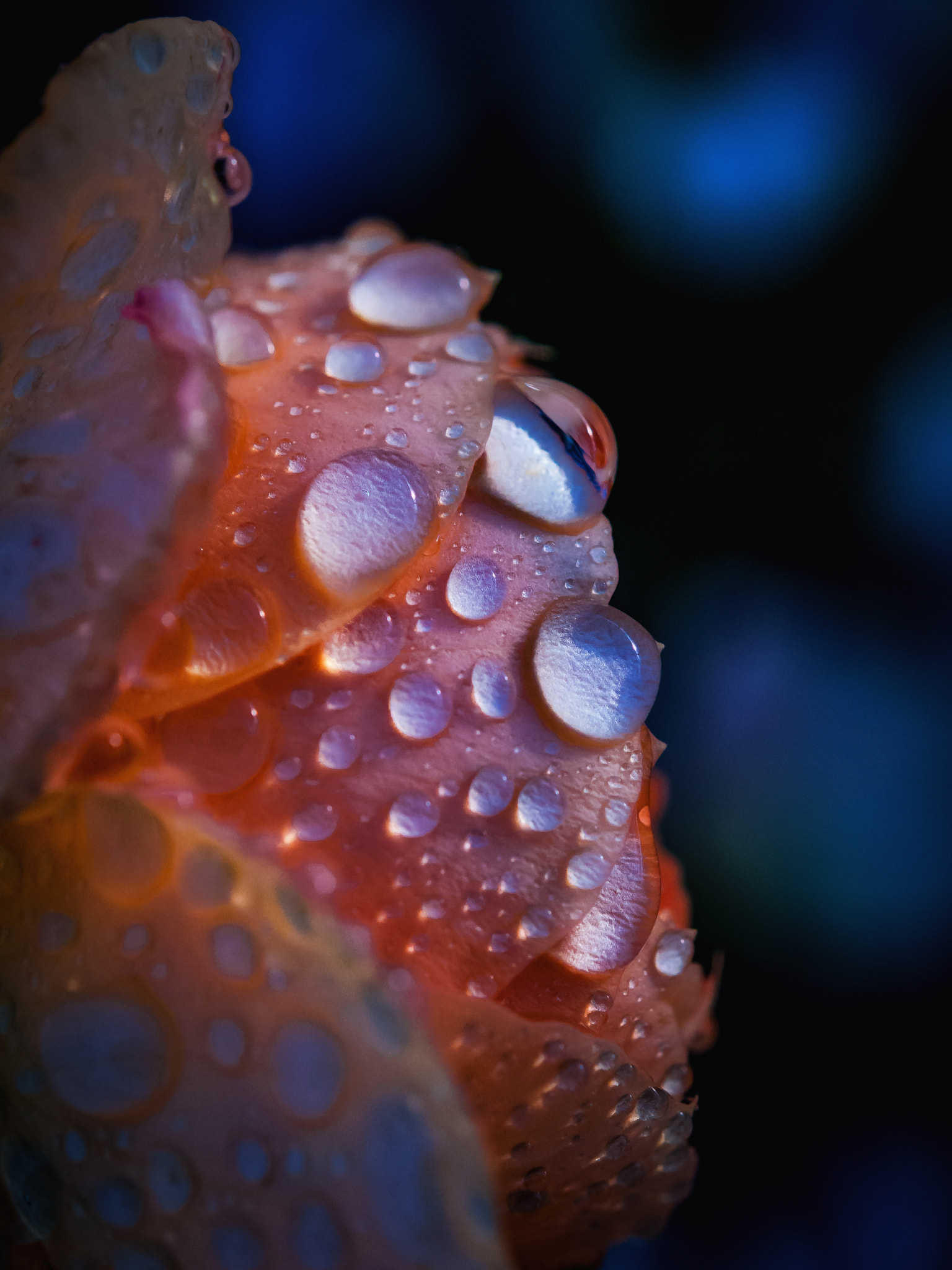 Nikon D90 + Nikon AF-S Micro-Nikkor 60mm F2.8G ED sample photo. Abstract drops photography