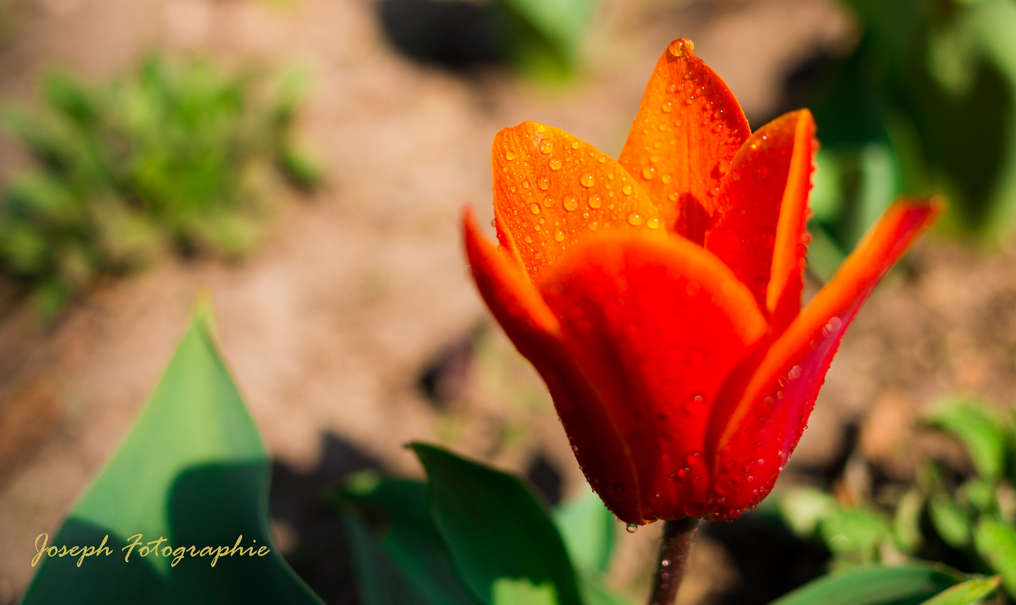 Canon EOS 70D sample photo. Tulipani photography