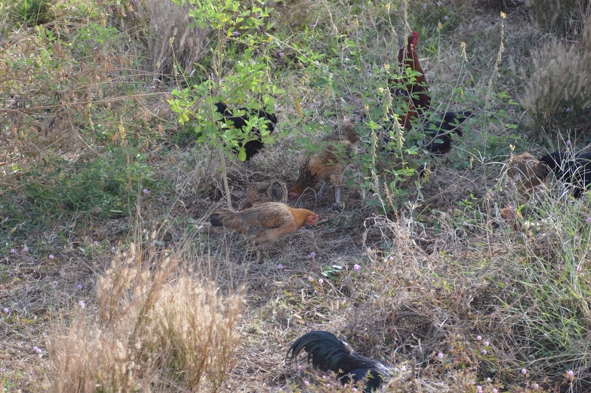 Nikon D3200 sample photo. Wild chickens photography