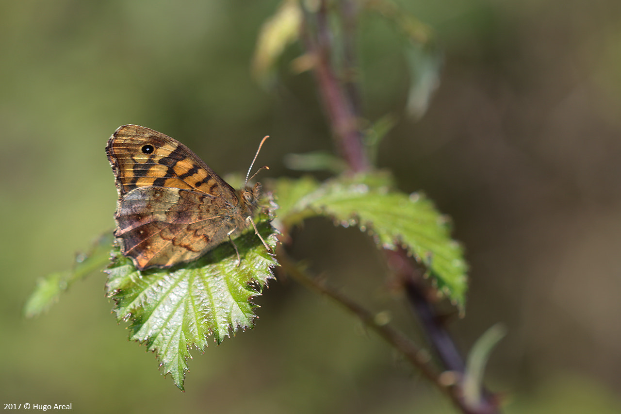 Canon EOS 7D Mark II + Canon EF 100mm F2.8 Macro USM sample photo. Speckled wood photography